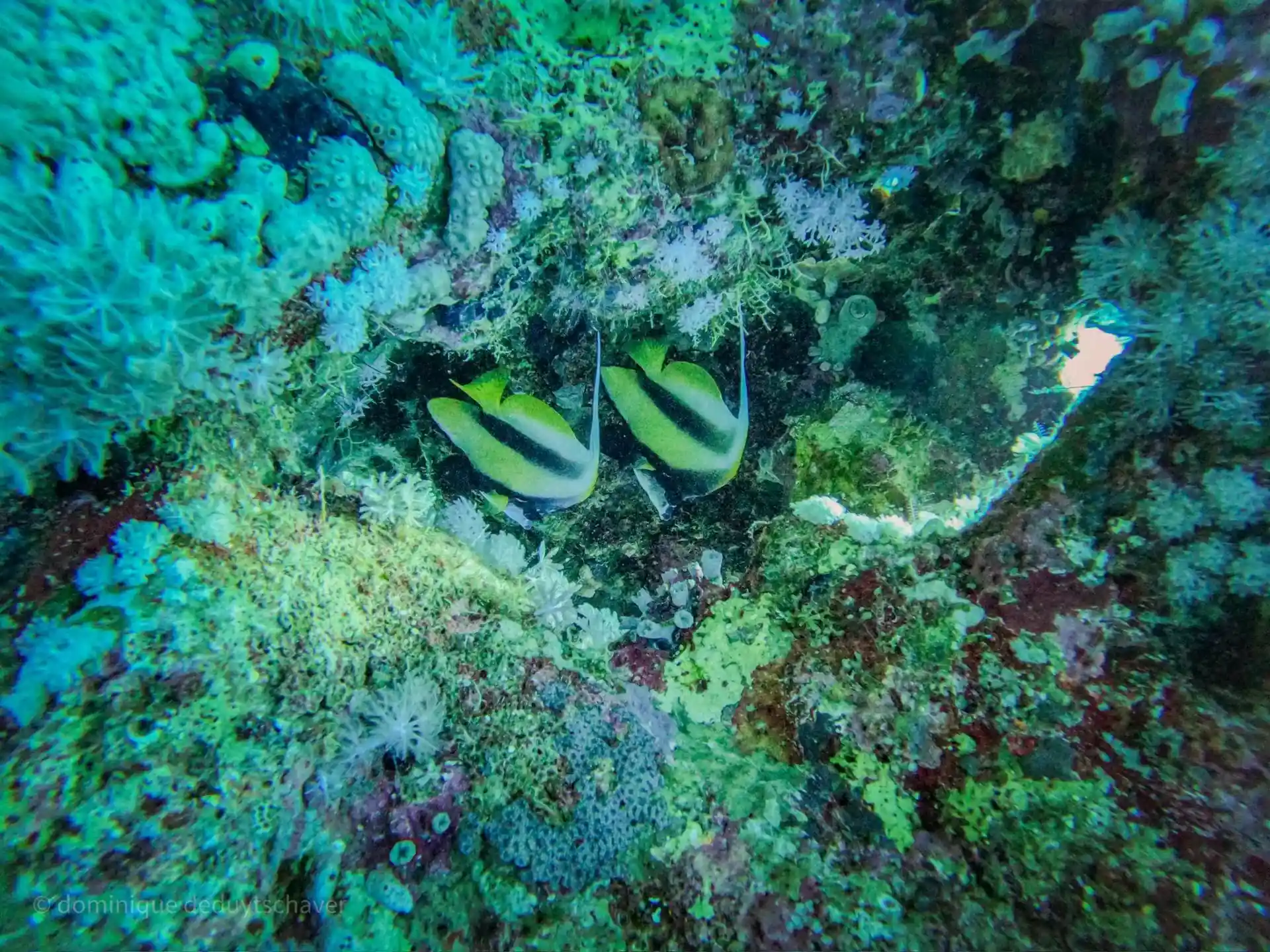 Dive site photo