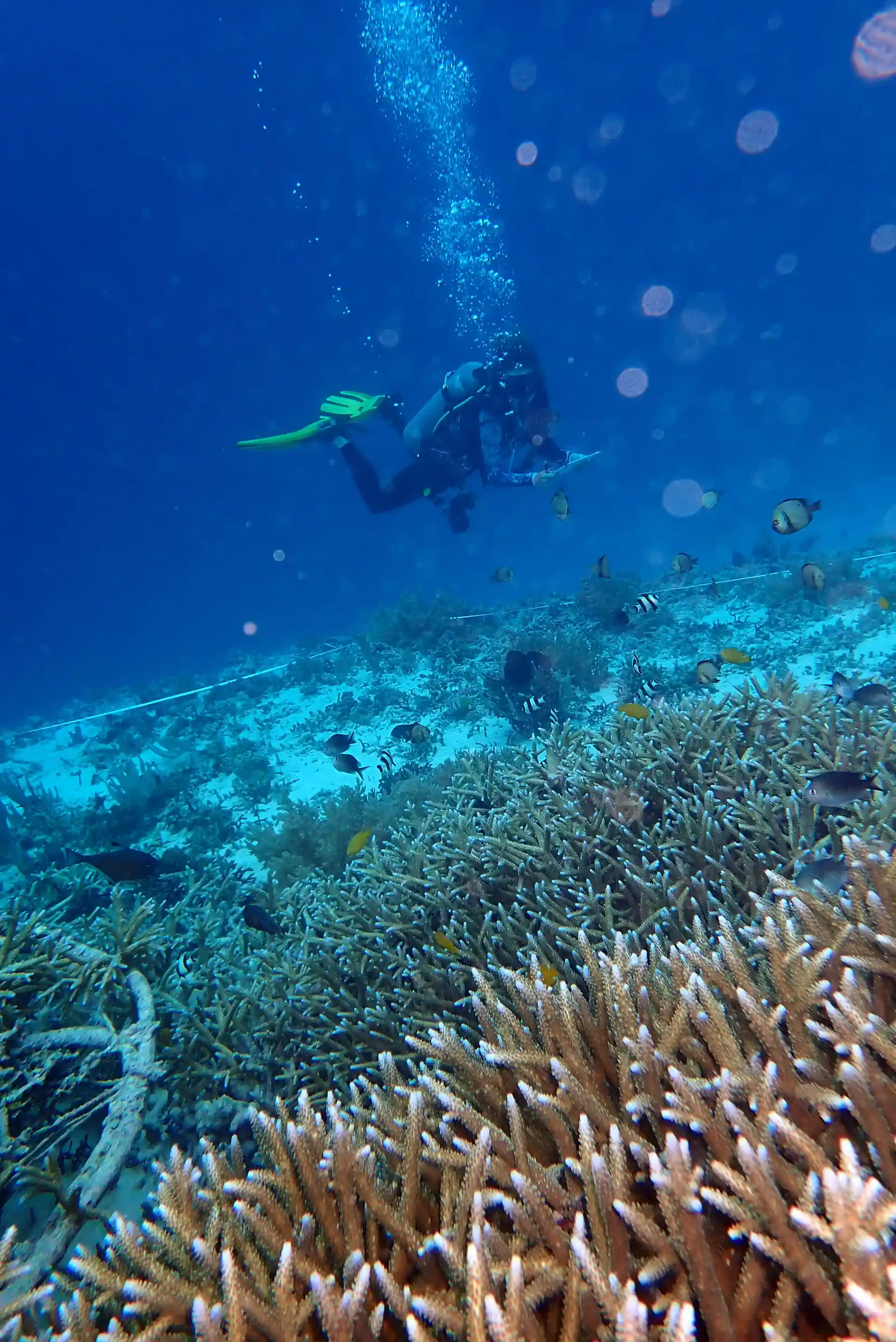 生物岩礁的礁石检查调查