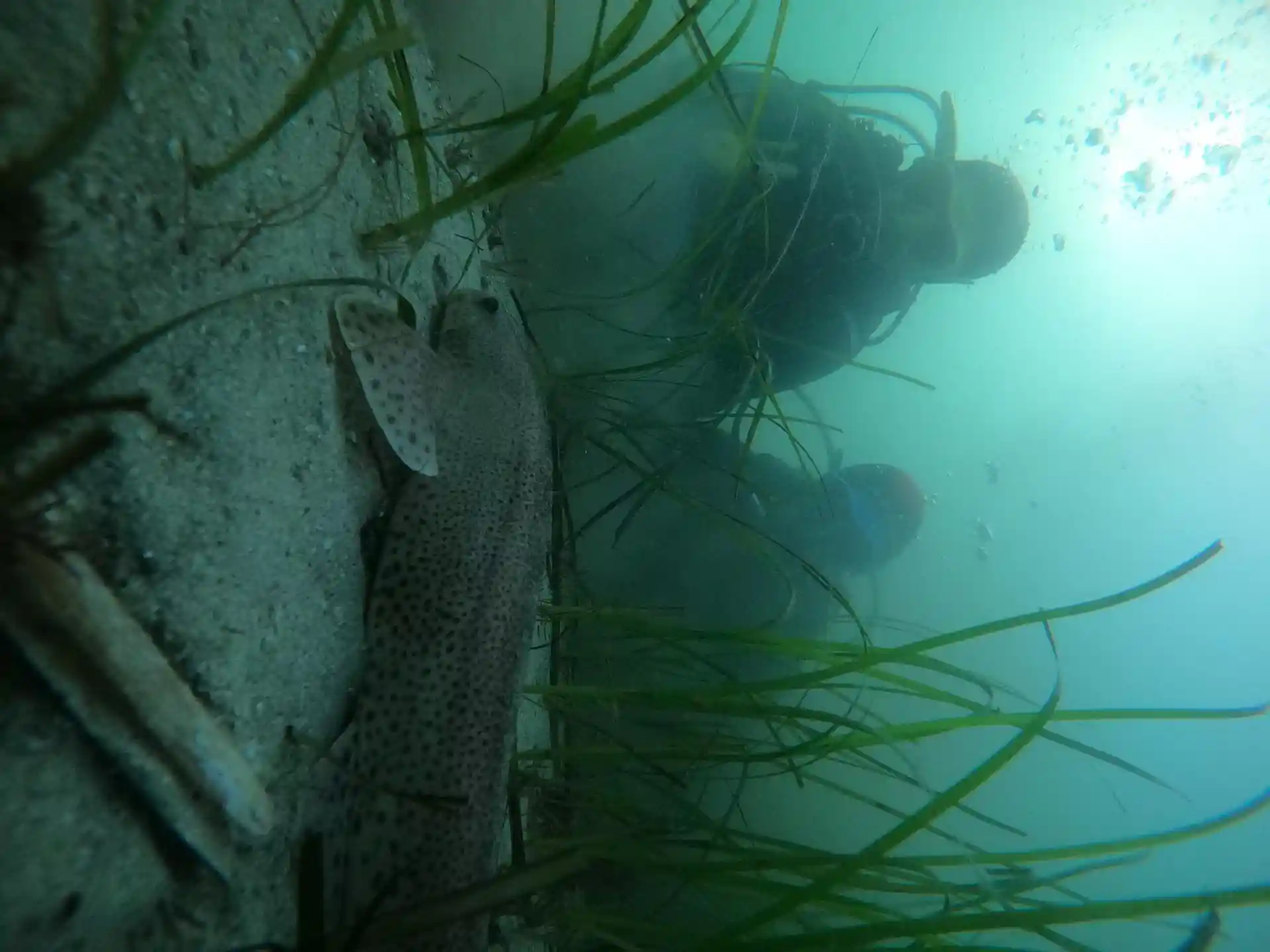 ダイビングサイトの写真