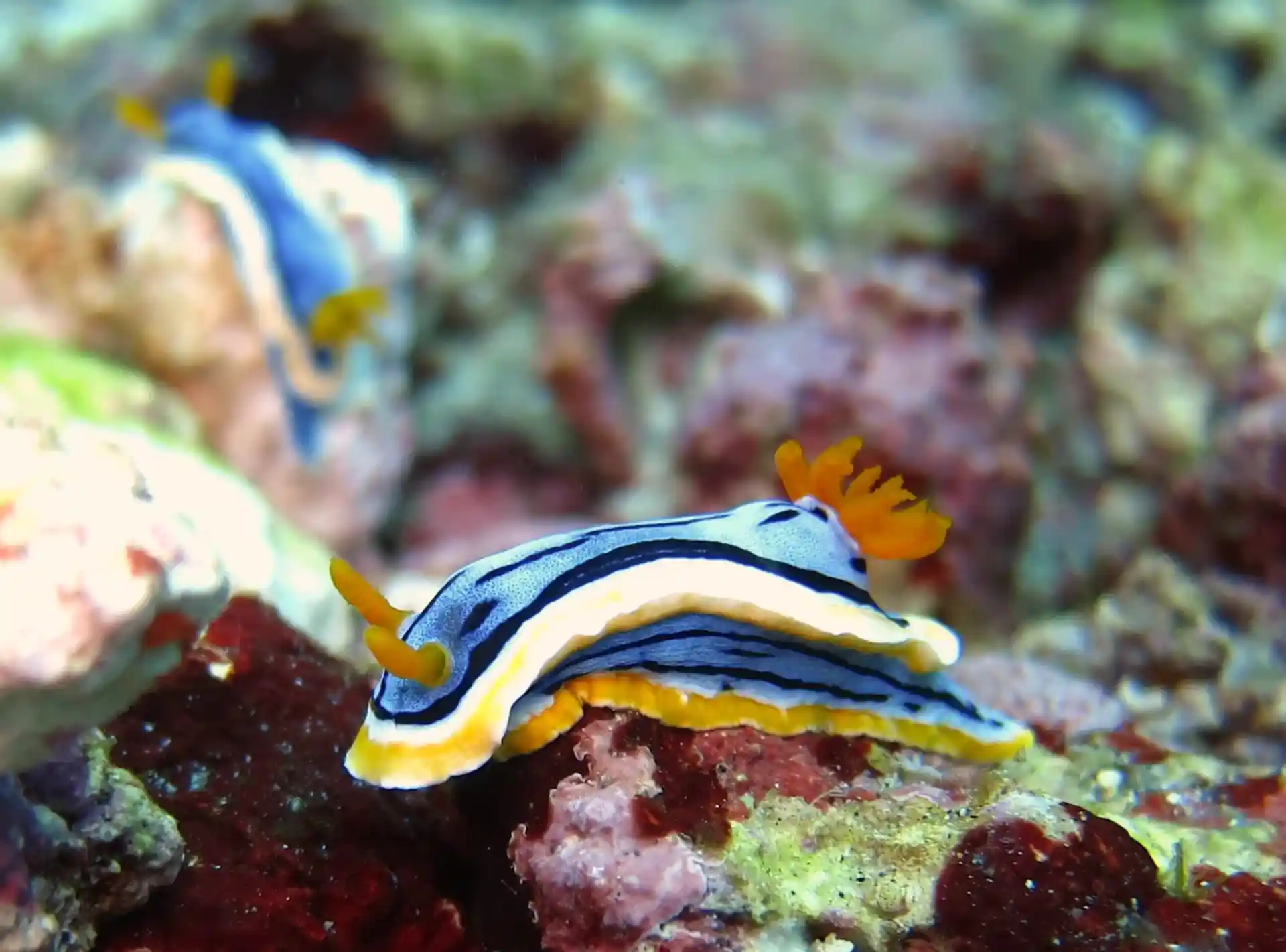 For the Macro enthusiasts we have several species of Nudibranchs