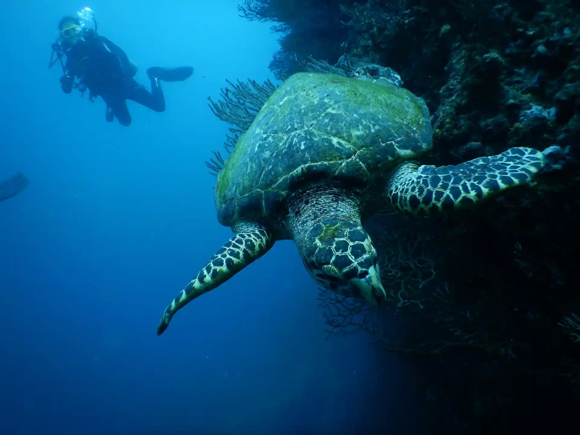 Las tortugas marinas son uno de los amigos más frecuentes que podemos ver mientras buceamos en el Parque Tayrona.