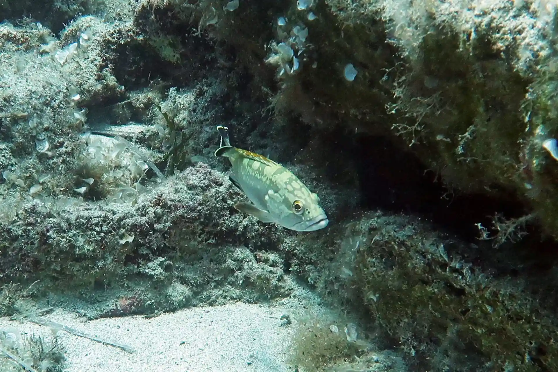 ダイビングサイトの写真