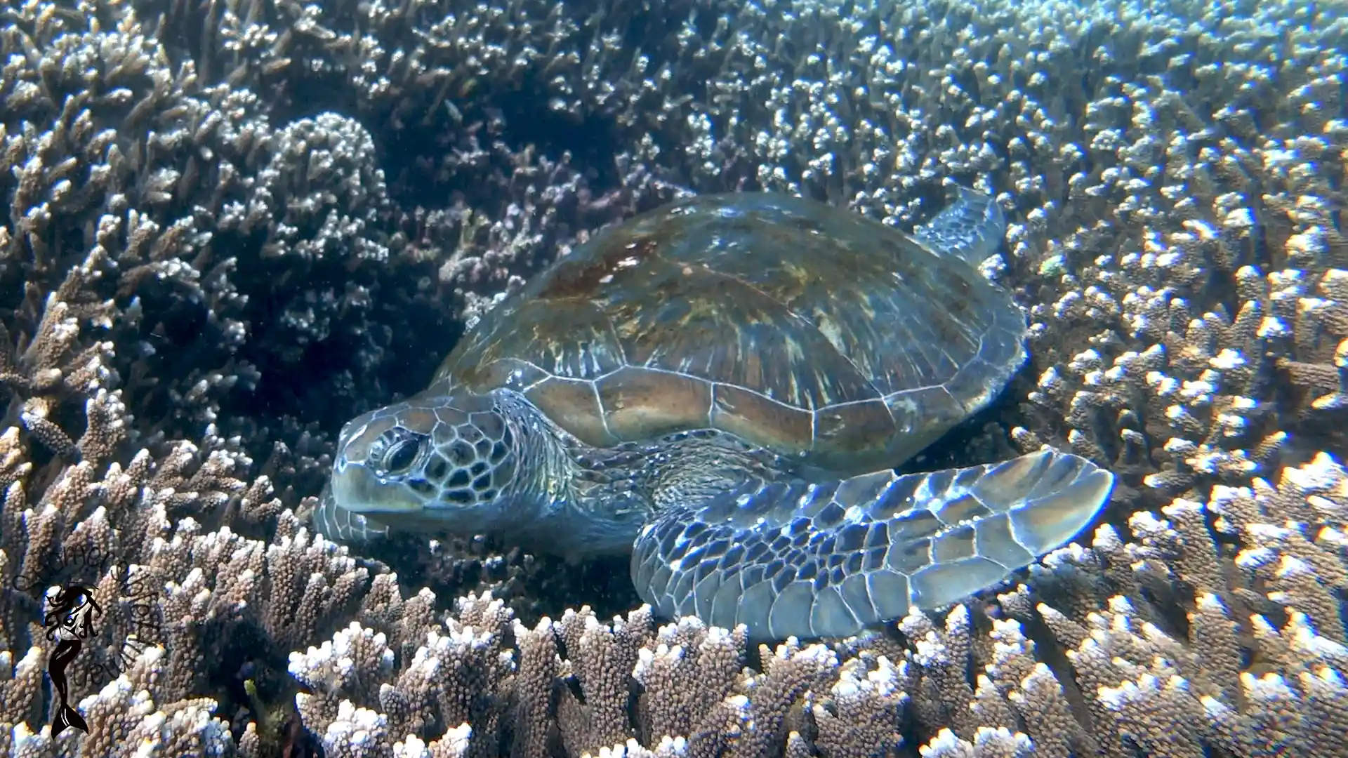Dive site photo