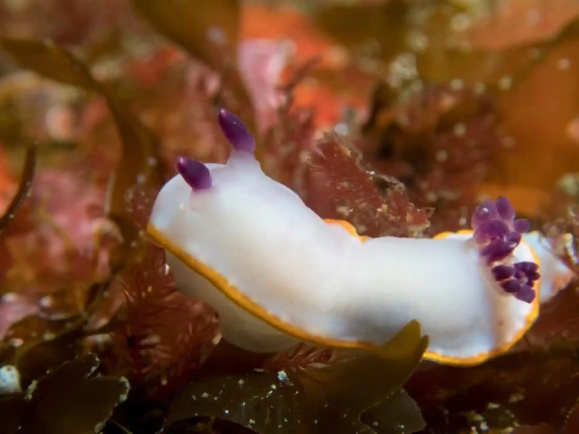Dive site photo