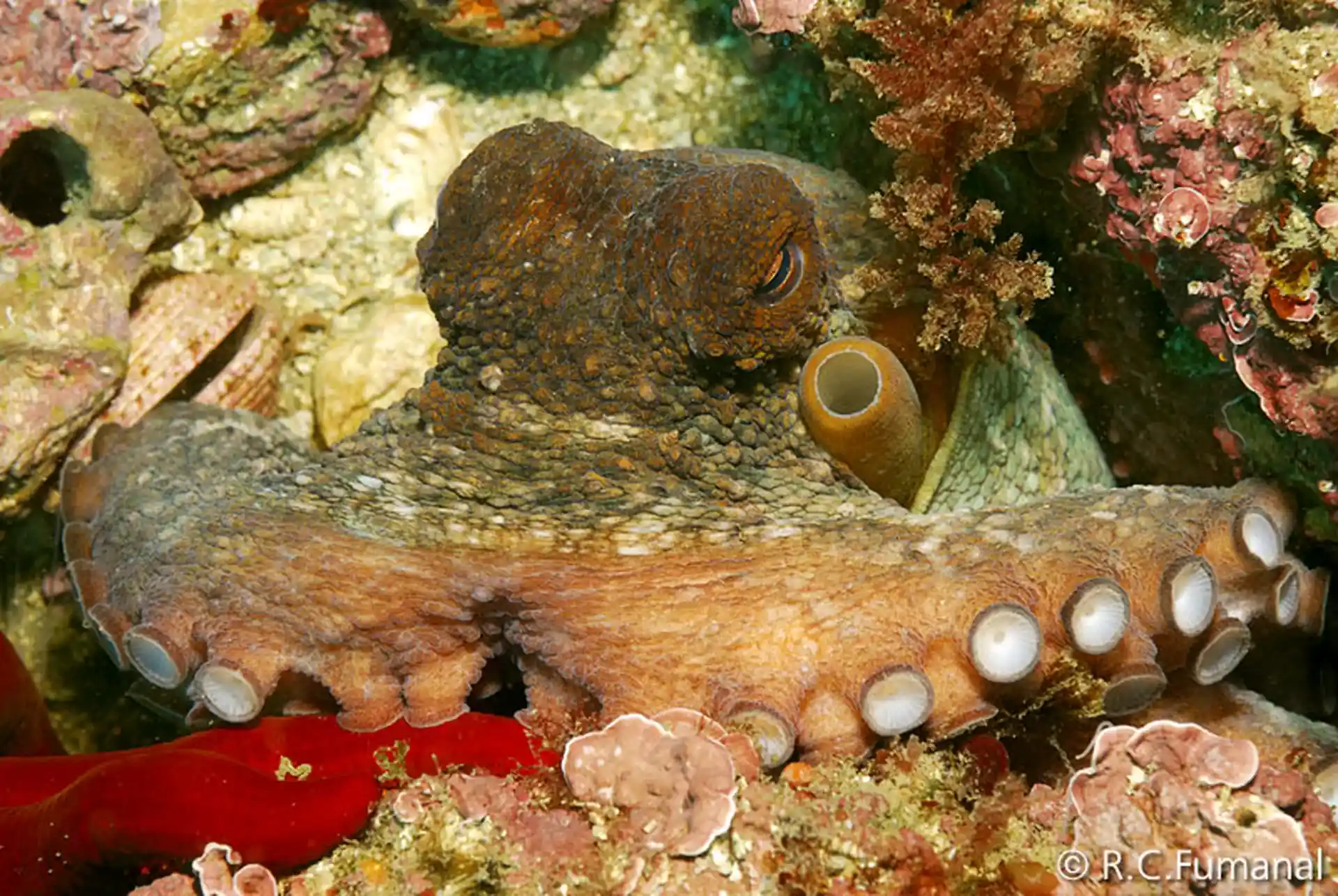 Foto des Tauchplatzes