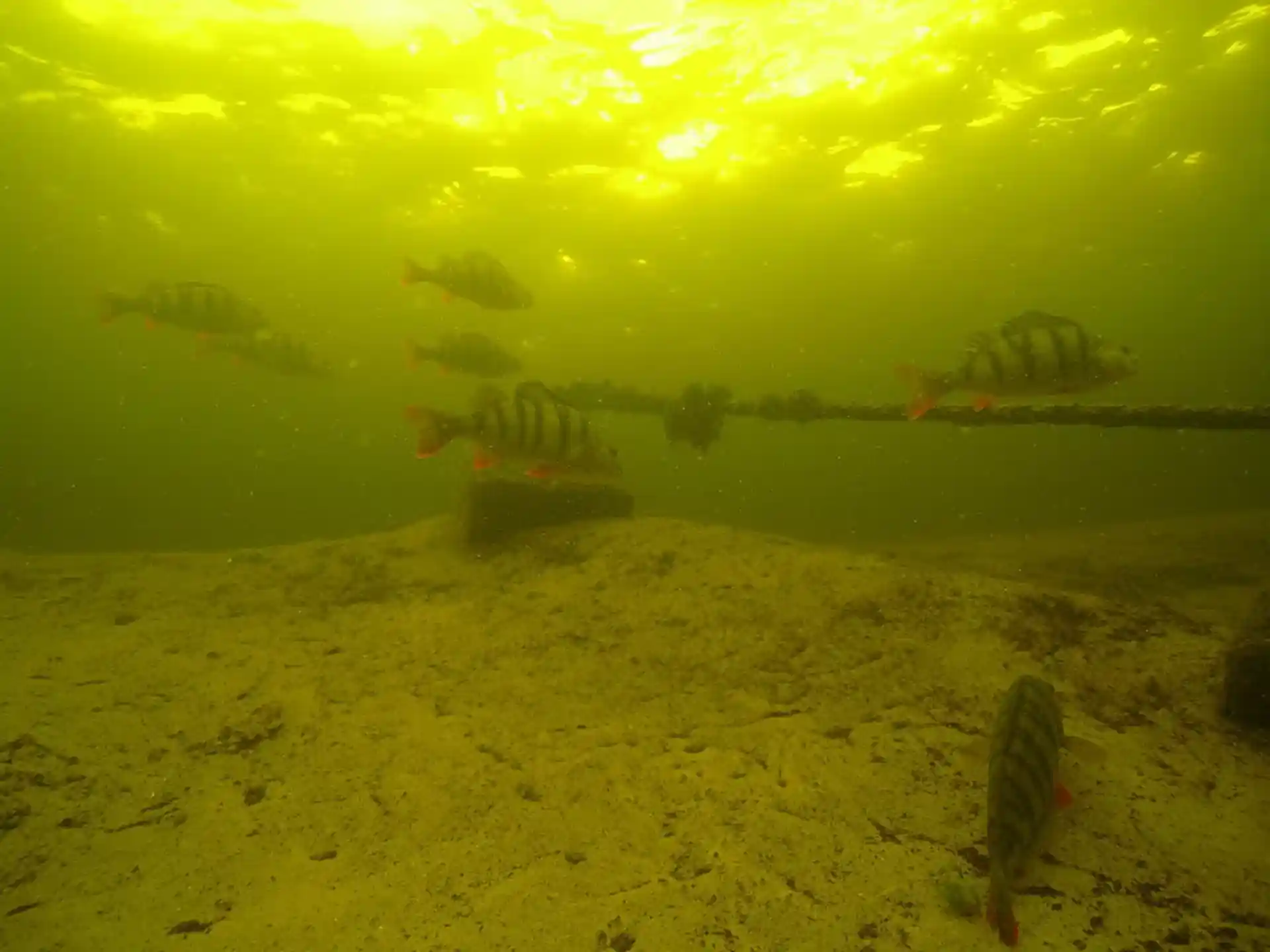 Foto van de duiklocatie