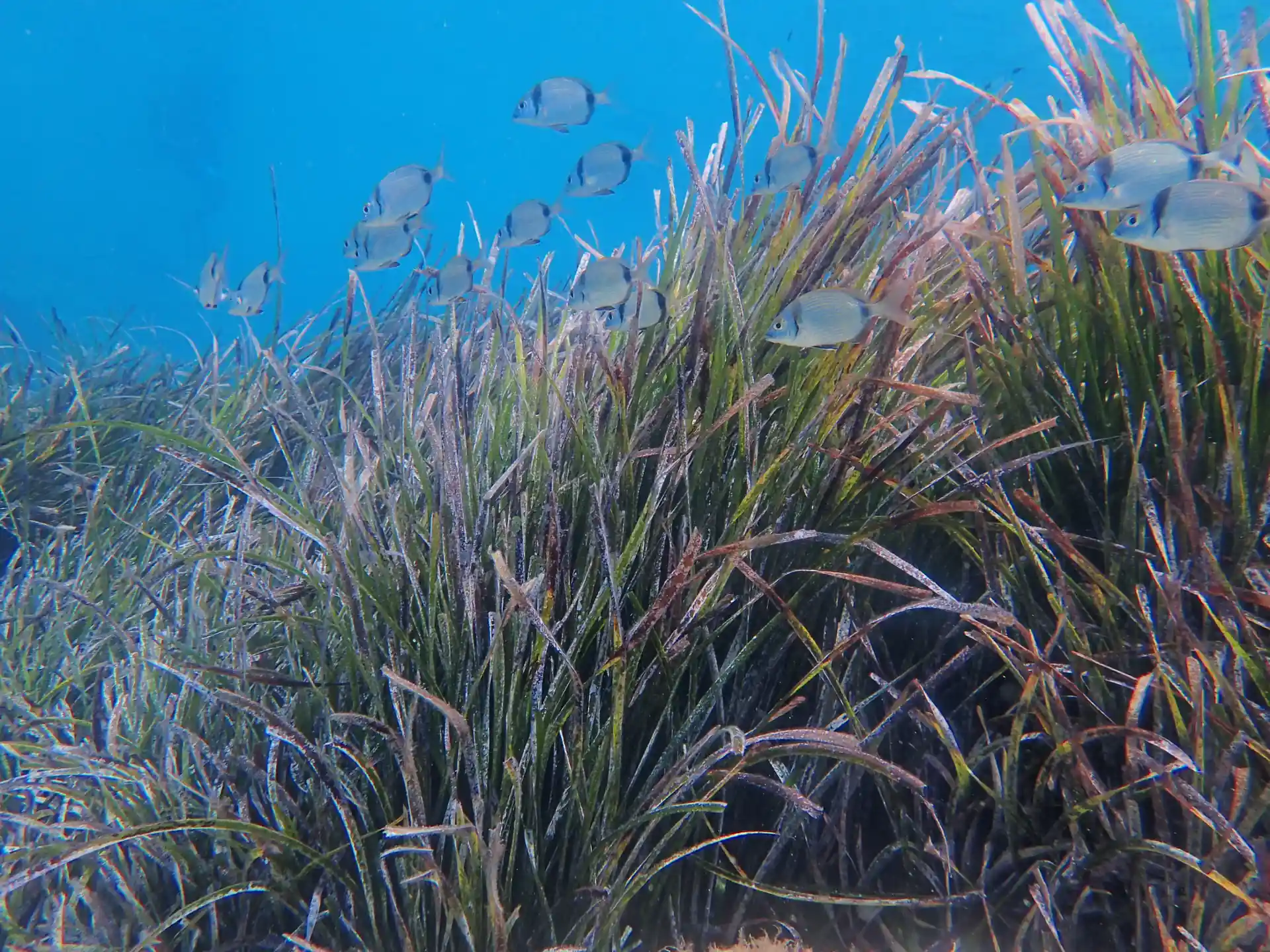 Photo de l'activité