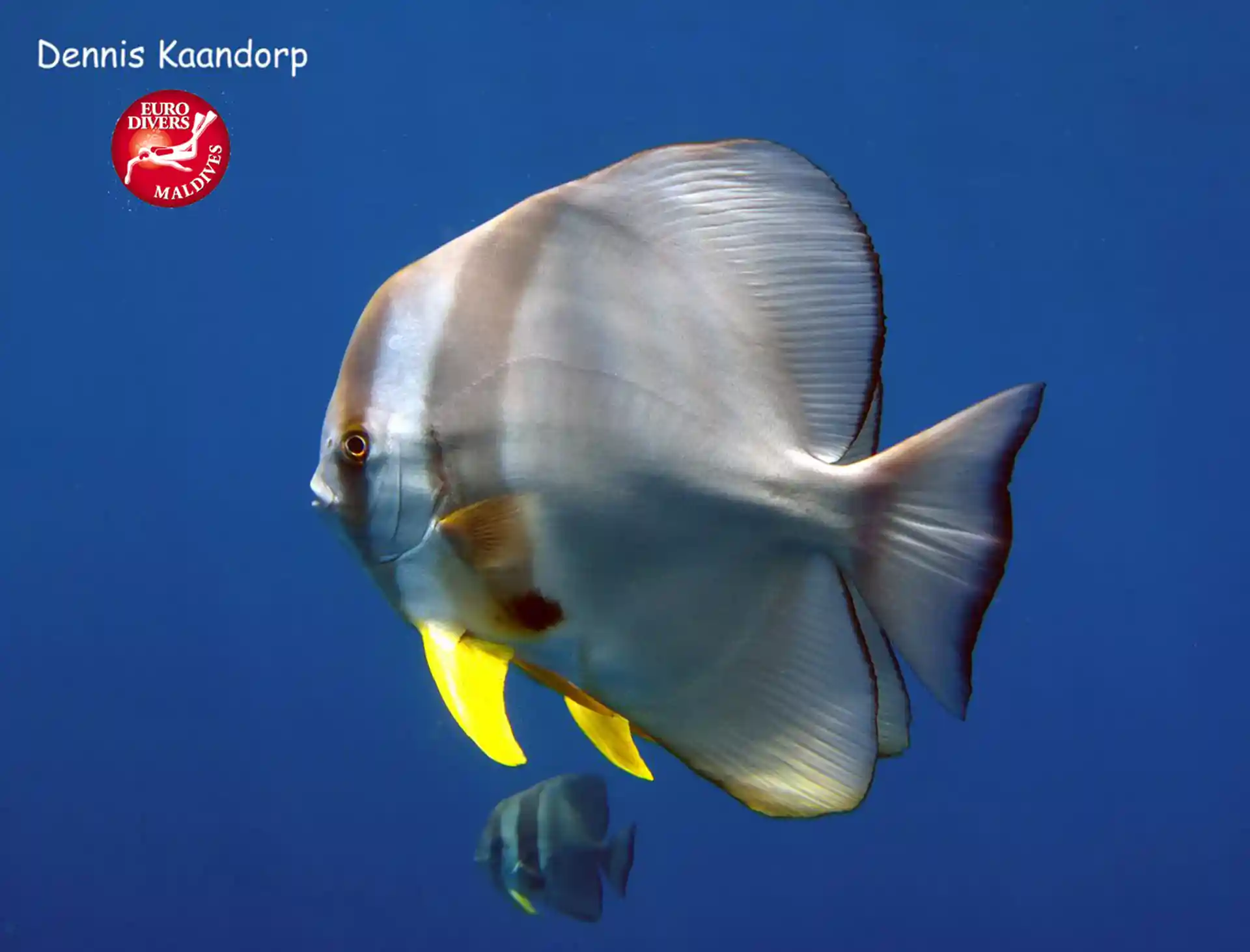 Dive shop photo