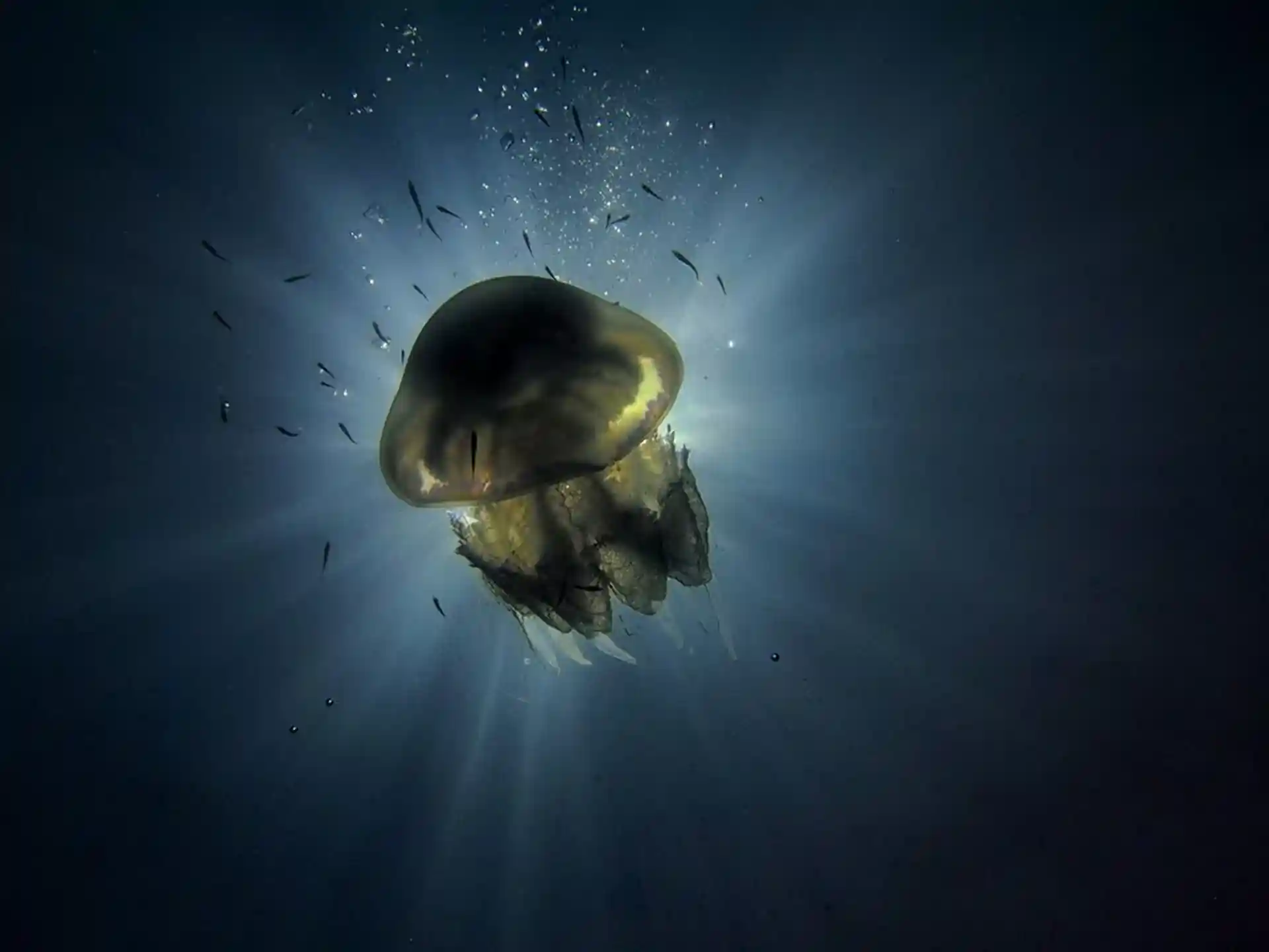 Dive site photo