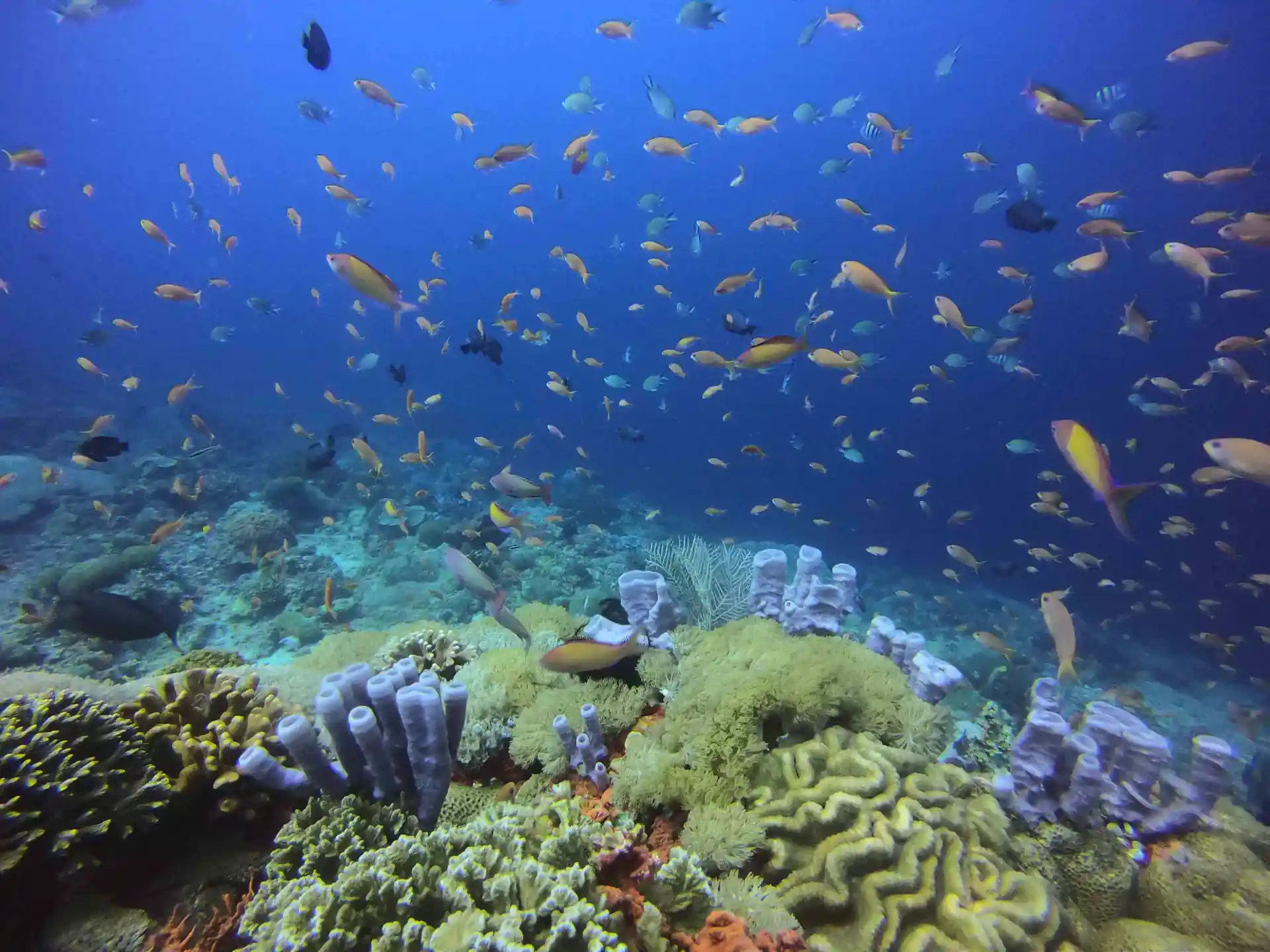 Amazing underwater reefs!