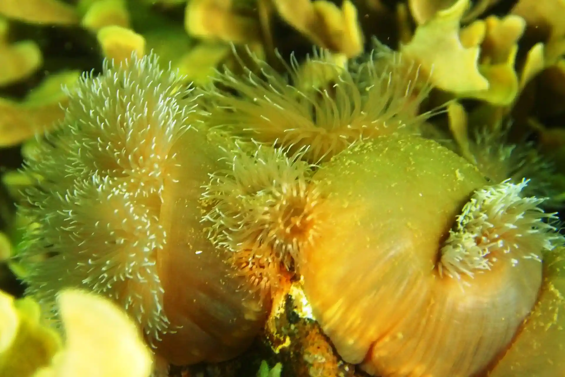 Foto del sitio de buceo