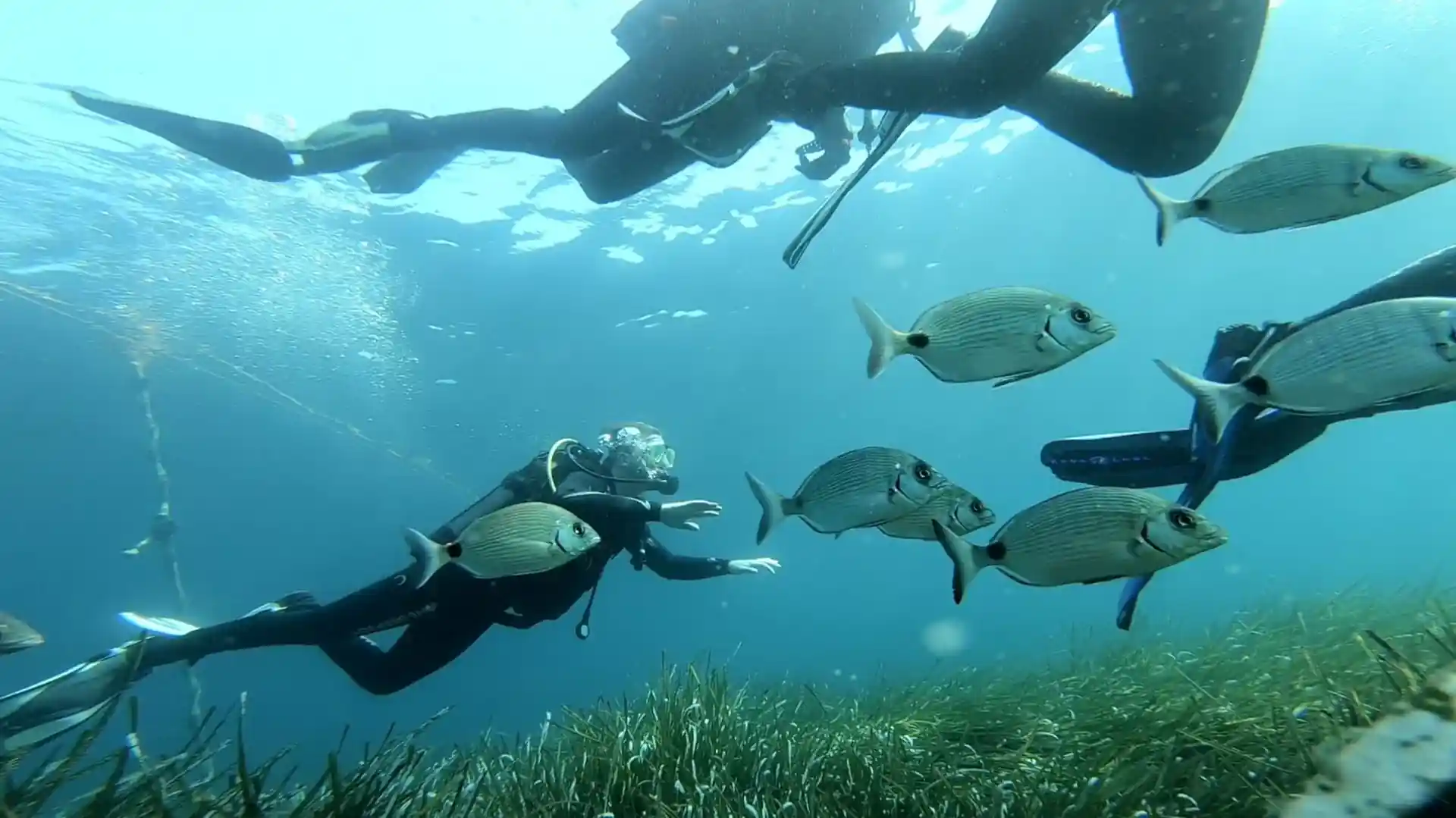 Discover the Mediterranean Marine life living under the surface of Malta