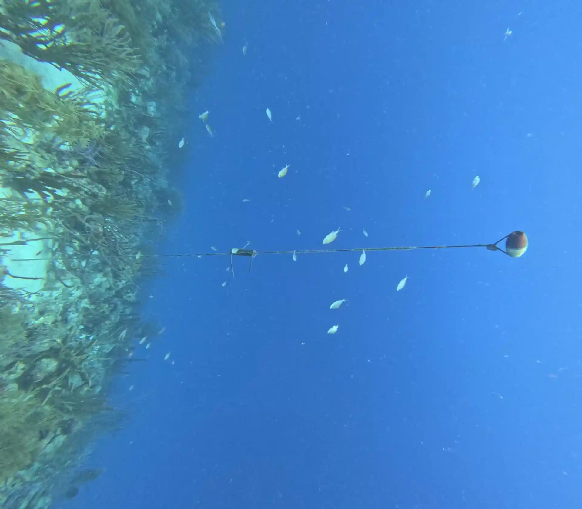 Dive site photo