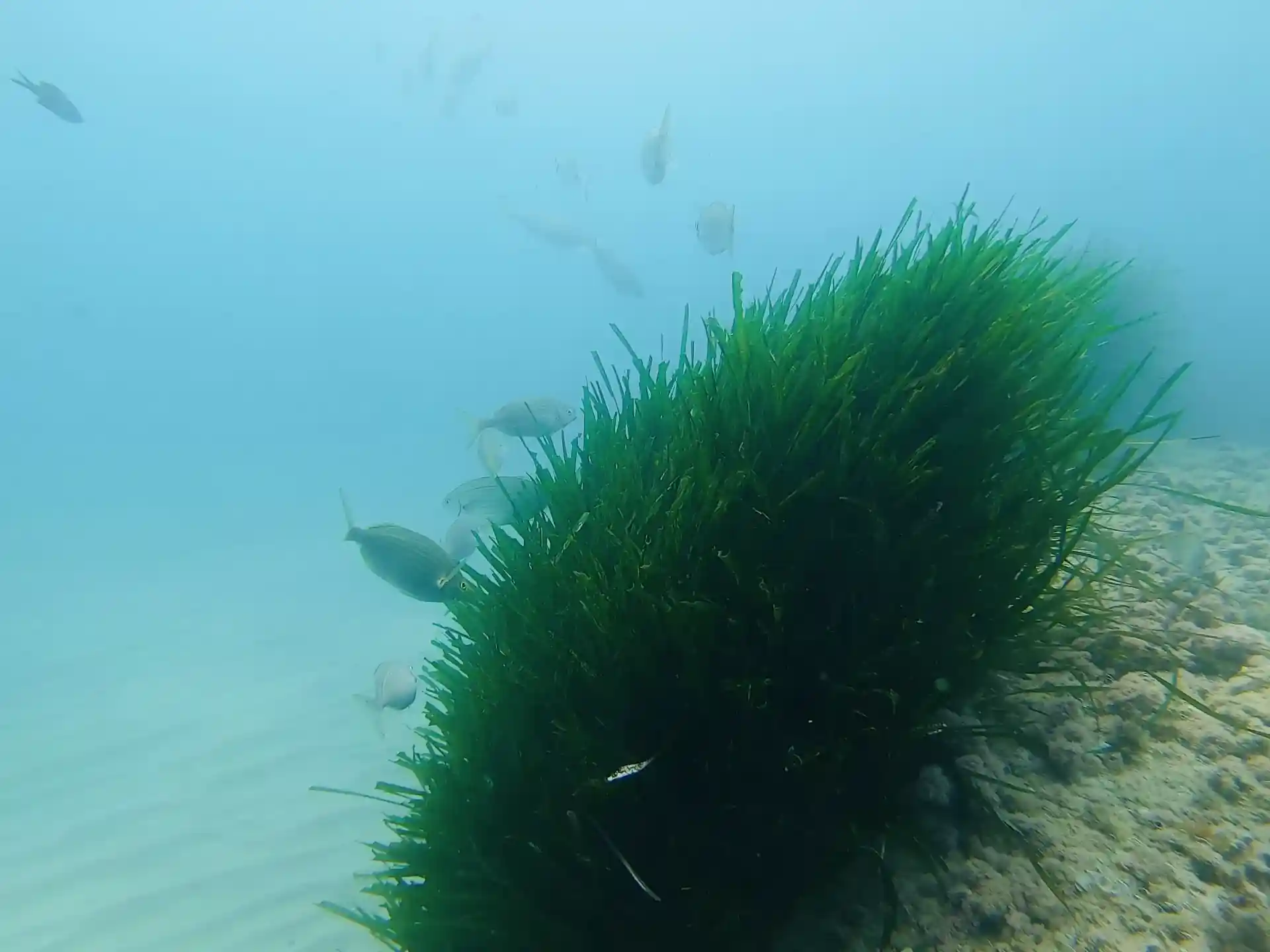 Dive site photo
