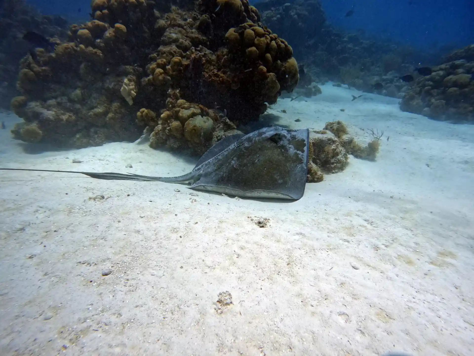 Foto del sitio de buceo