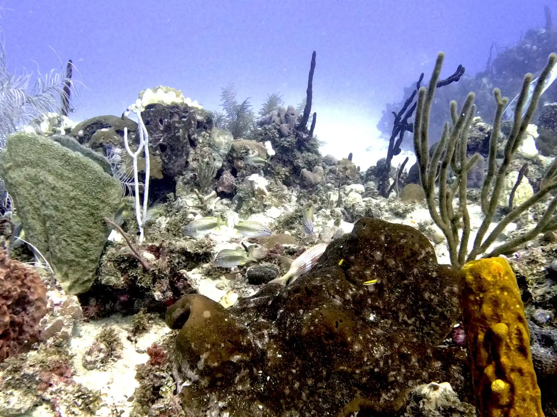 다이빙 포인트 사진