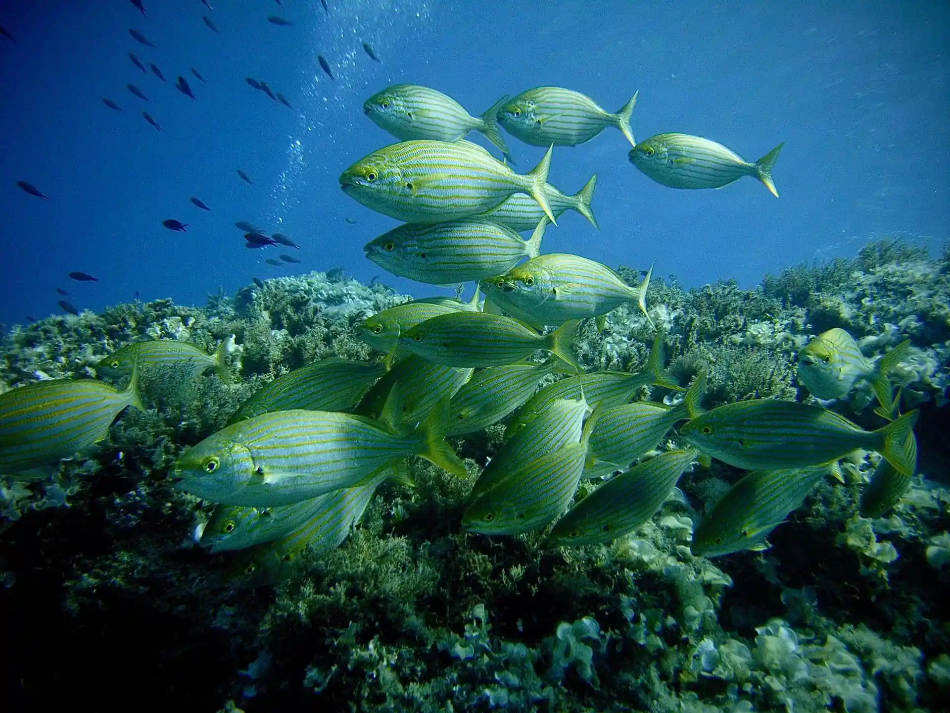 Dive site photo