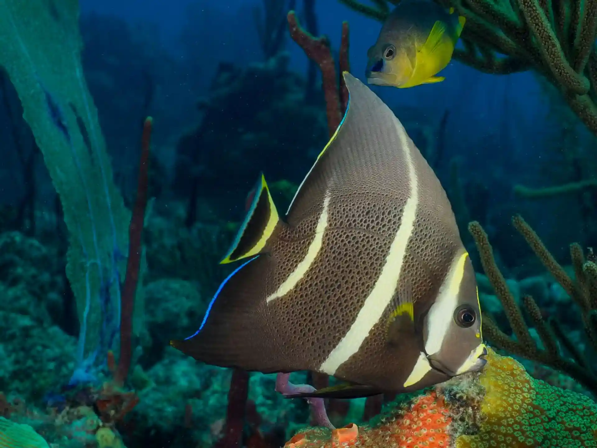 Foto des Tauchplatzes