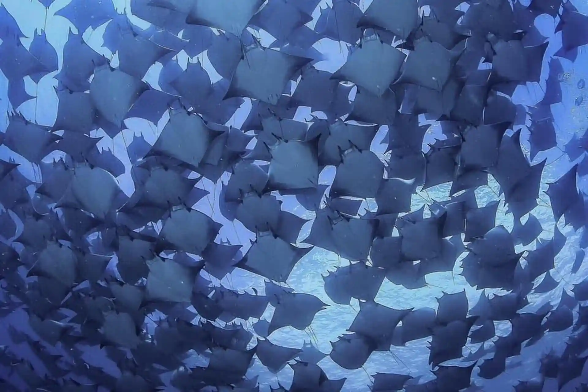 Una vista desde debajo de las mobulas mientras bucea