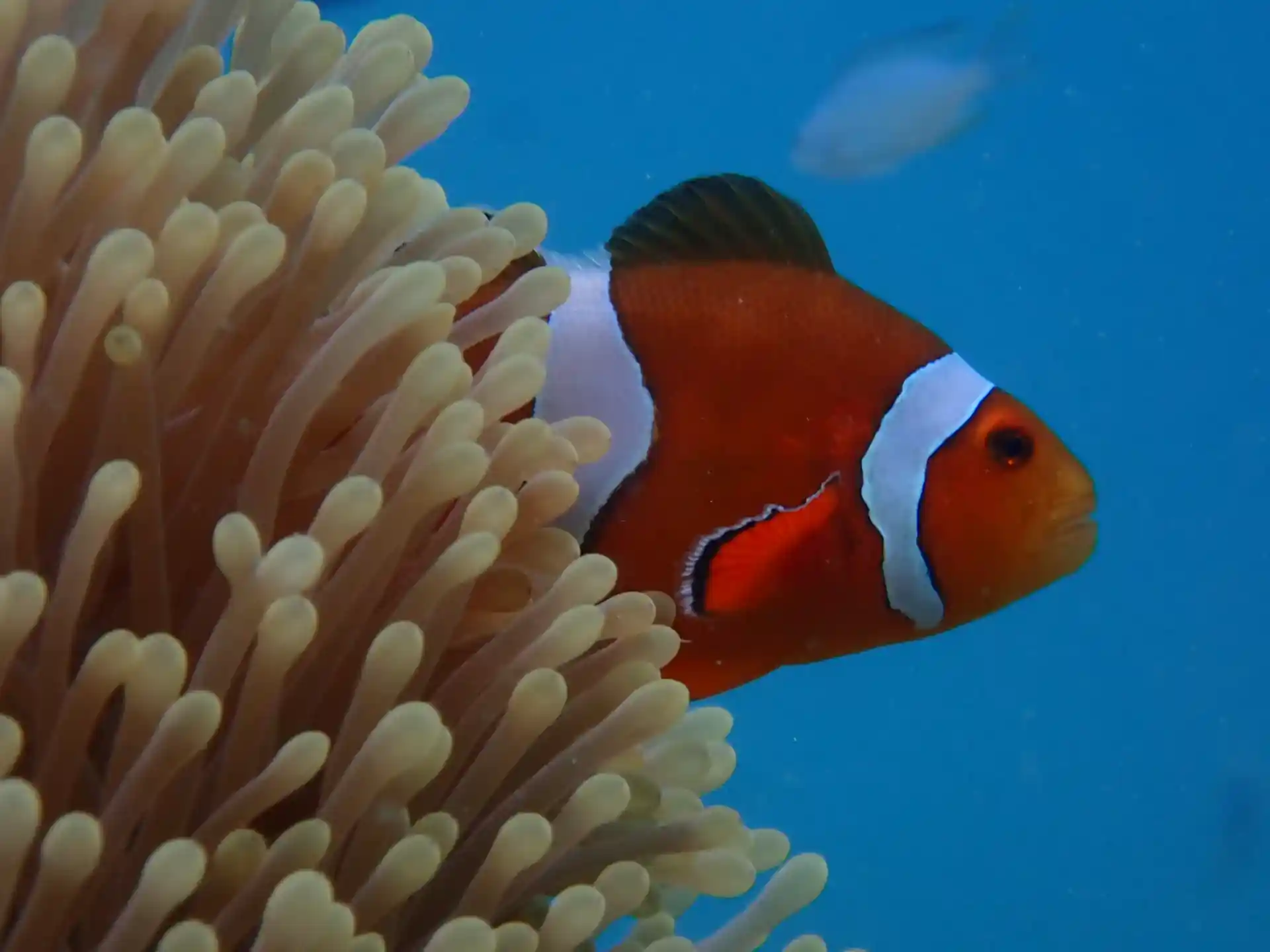 Nemo aka clownfish at Nemo Reef