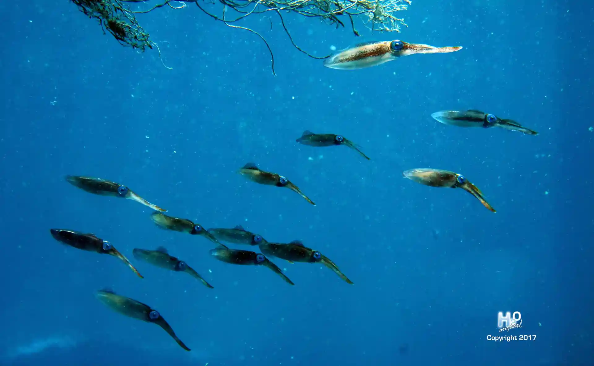 다이빙 포인트 사진