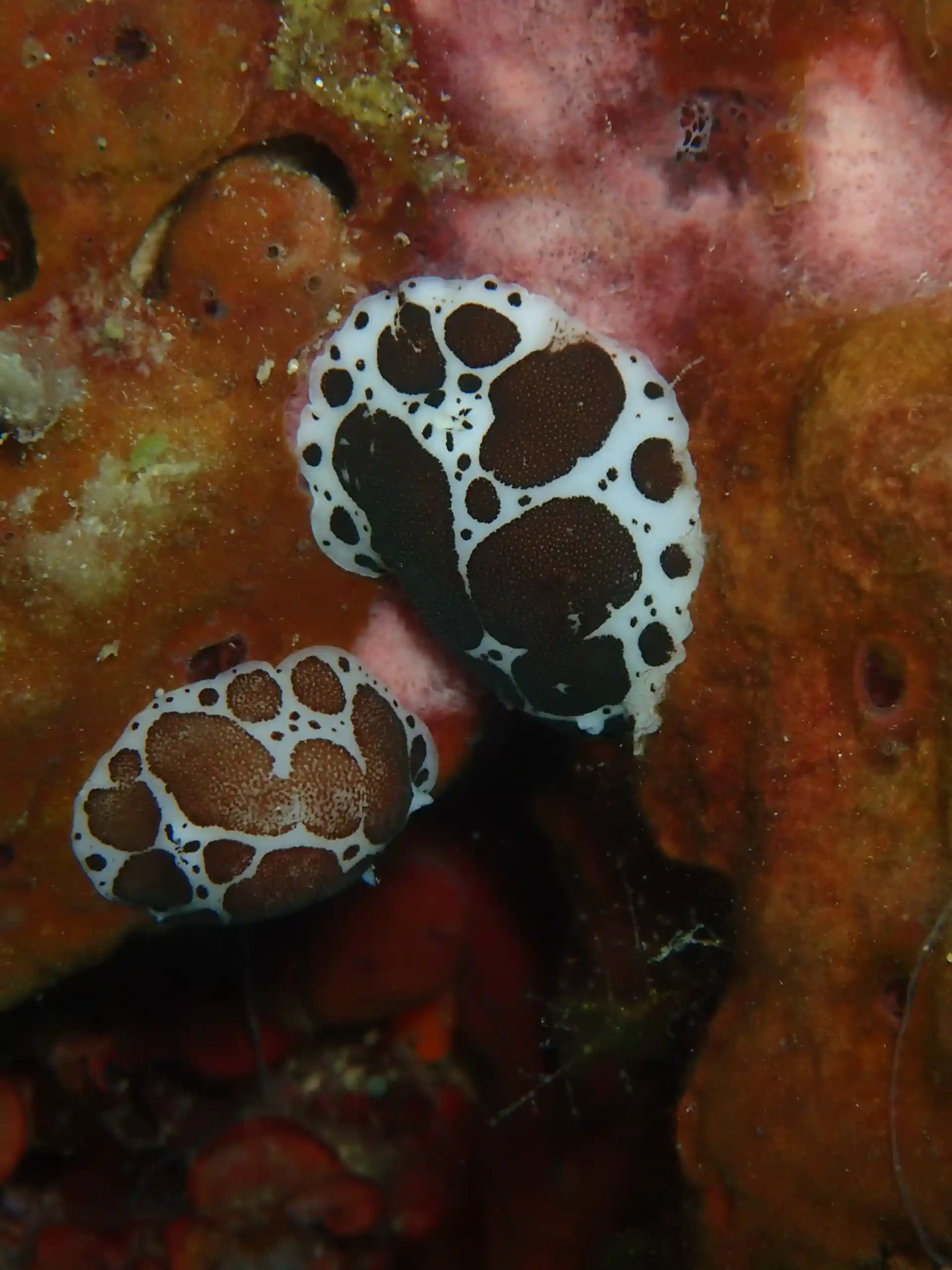 Dive site photo