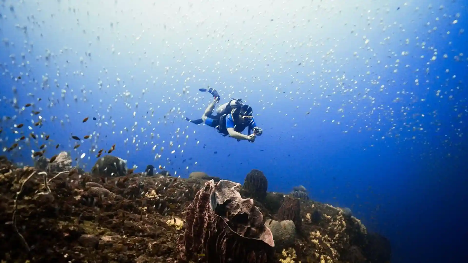 PADI Open Water Diver Course with ScubaLov