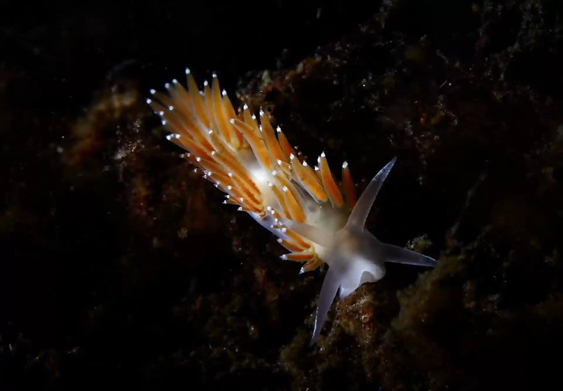 Nudibranch