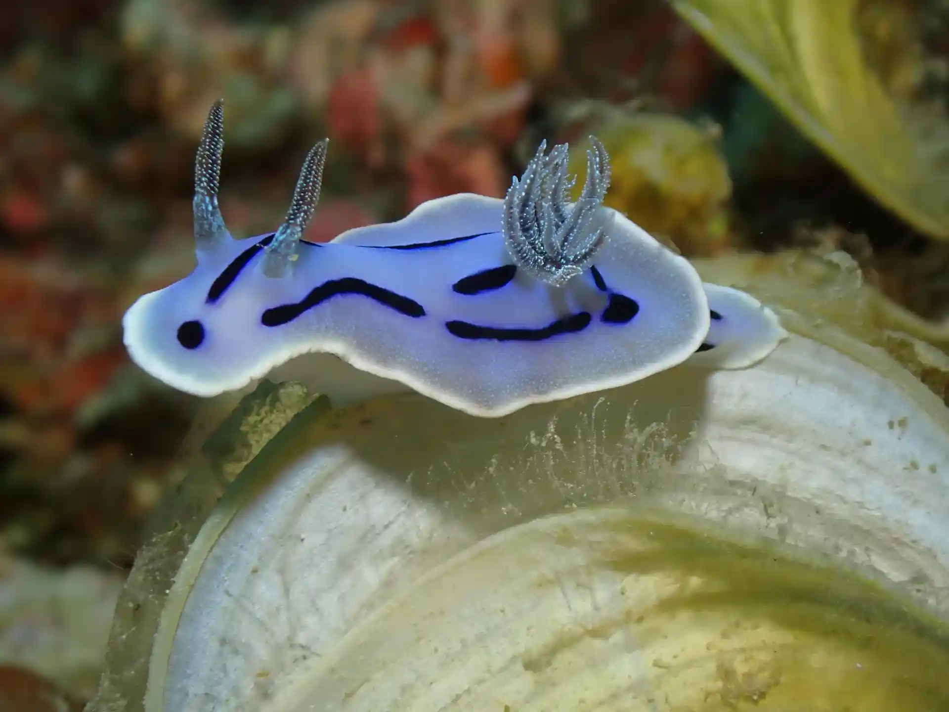 Dive site photo