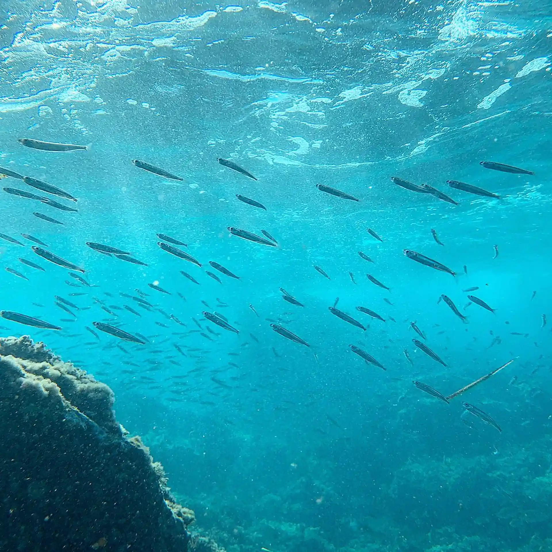 Scopri la fauna marina!