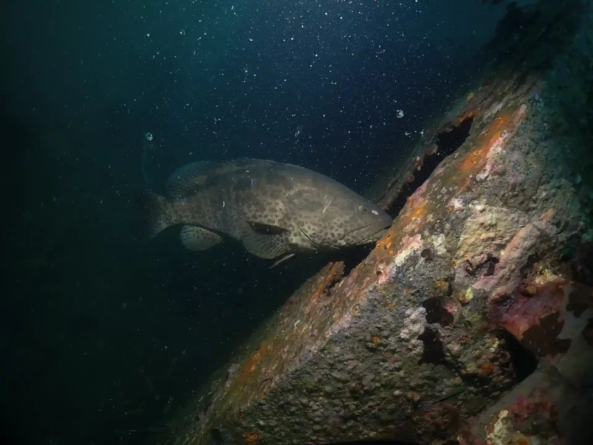 Dive site photo