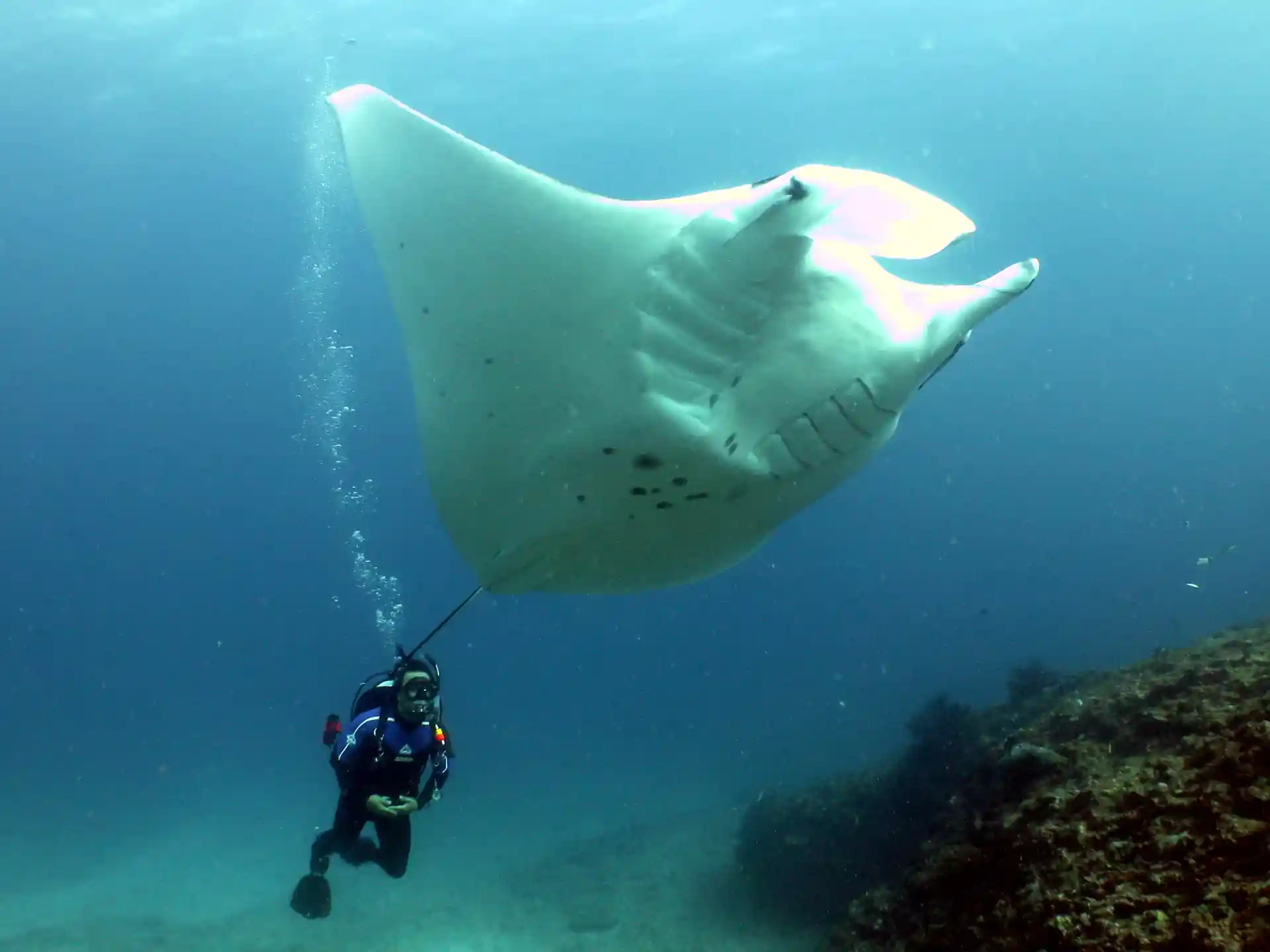 Diving with Mantas
