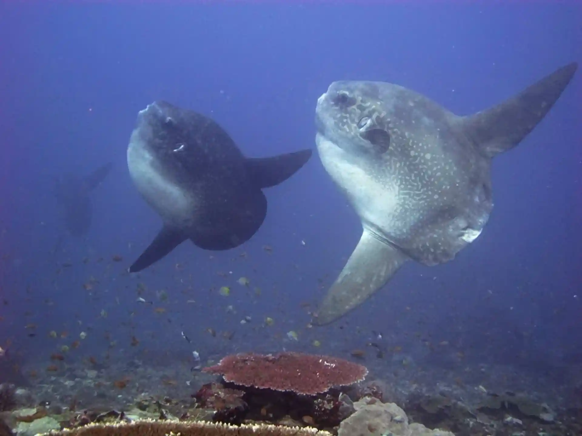 Experience the incredible mola mola - most sightings between July - October.