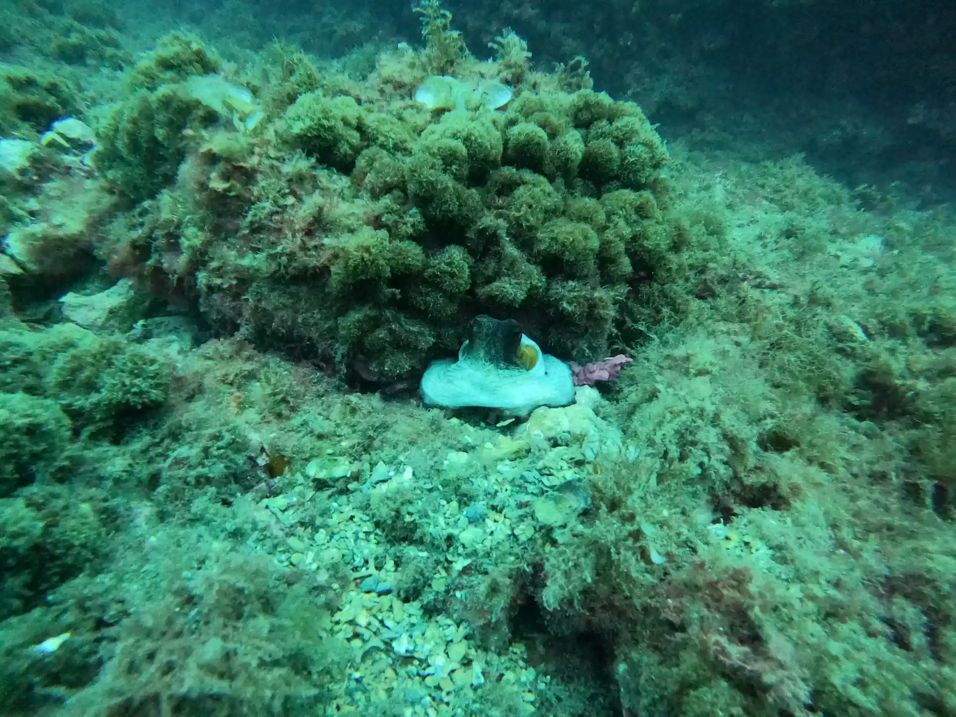 Foto des Tauchplatzes