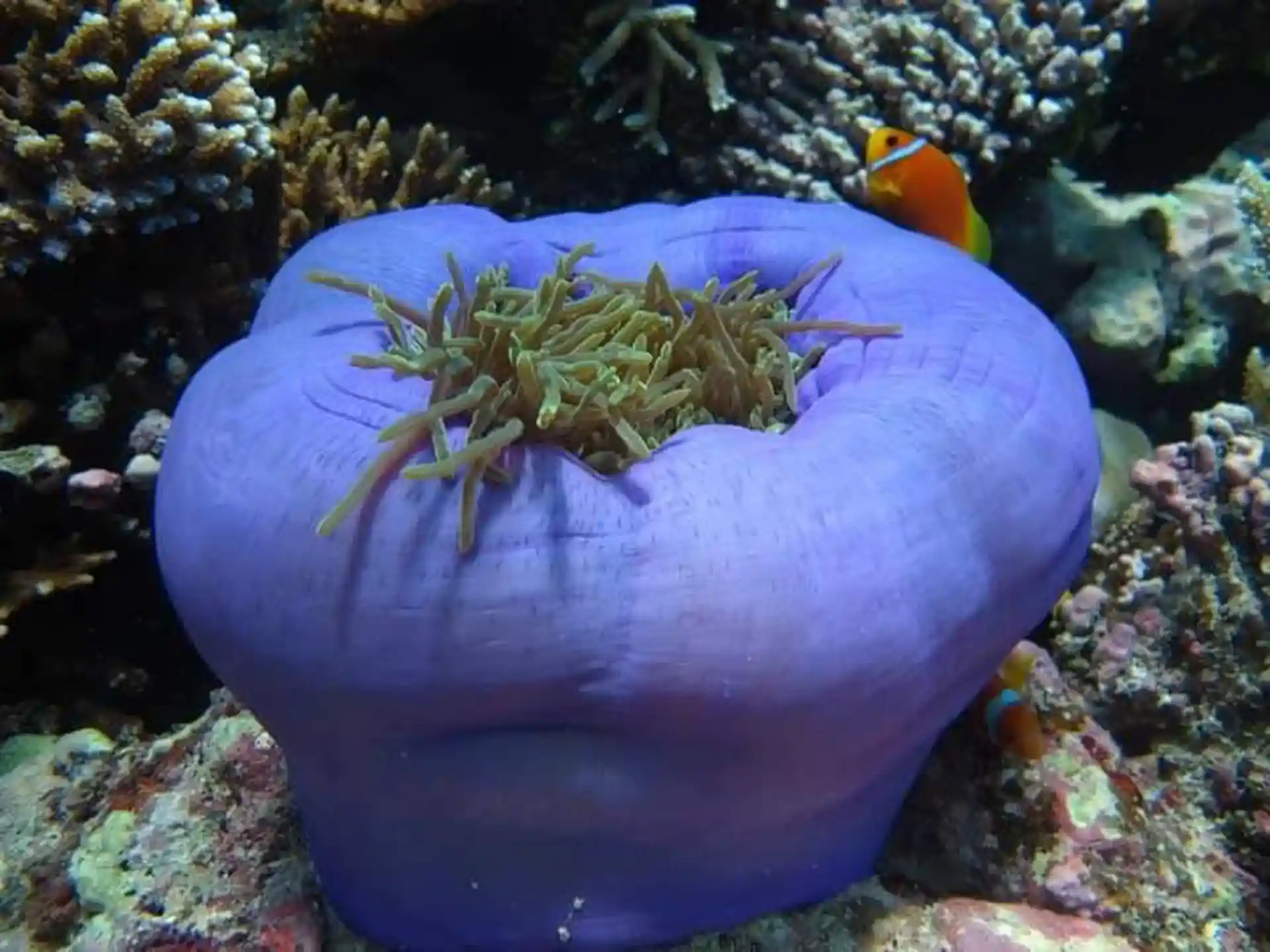 Dive shop photo