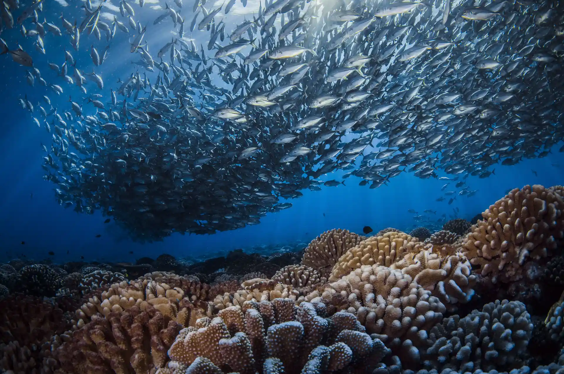 Foto de la tienda de buceo
