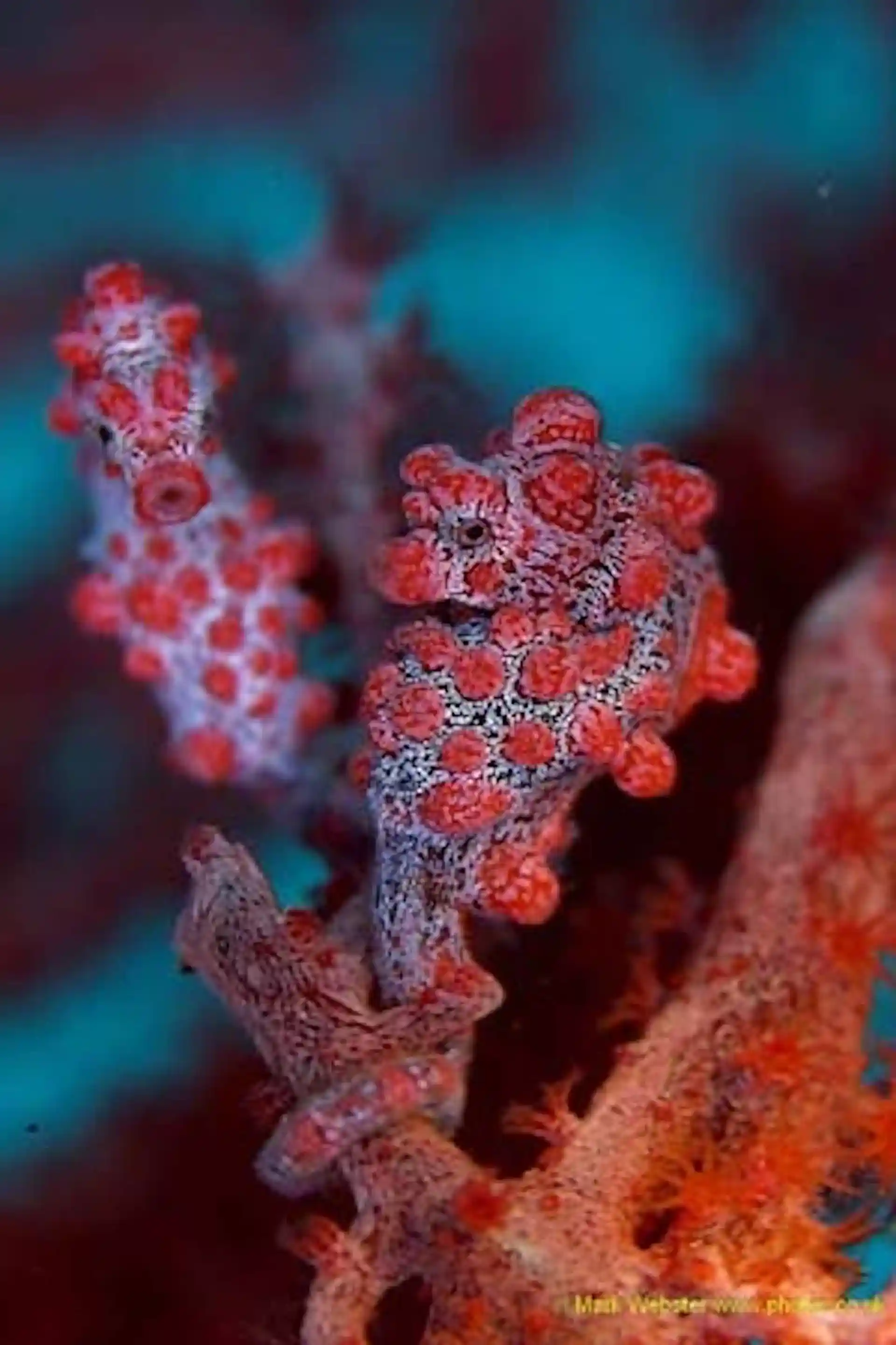 Photo du site de plongée