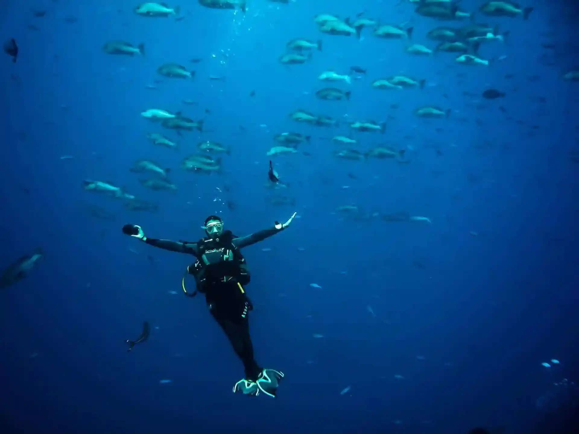 Fly in the blue in transparent waters of the Red Sea