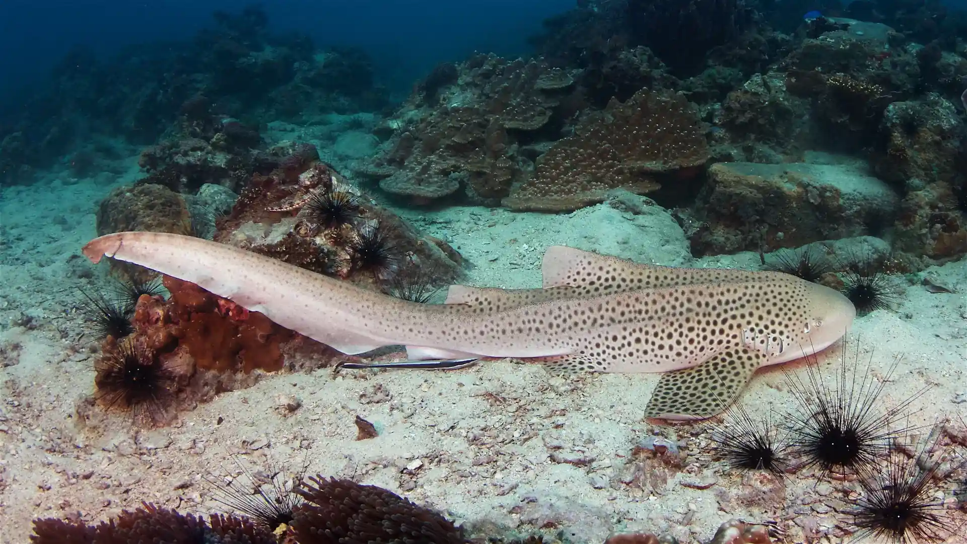 Dive site photo