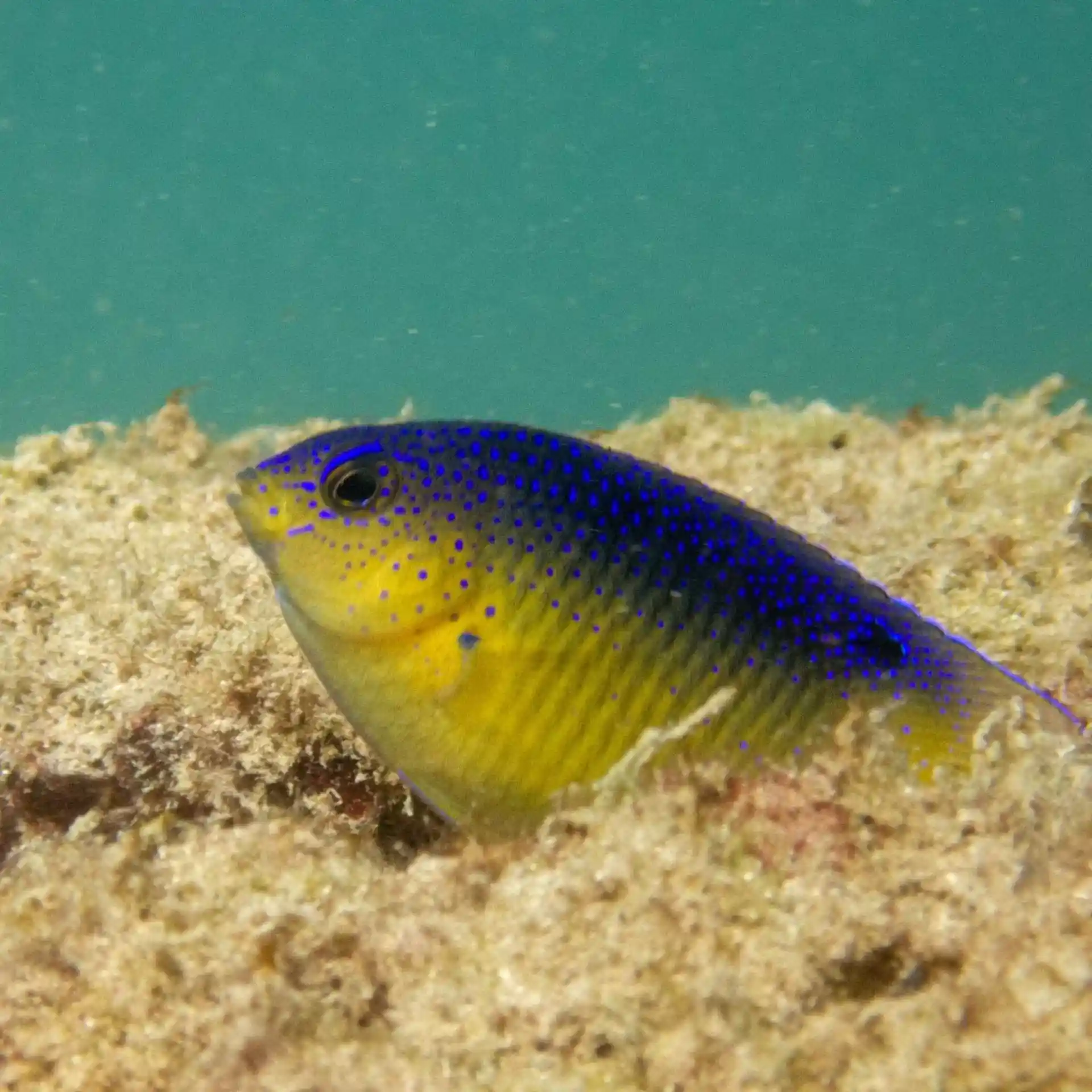 Foto del sitio de buceo