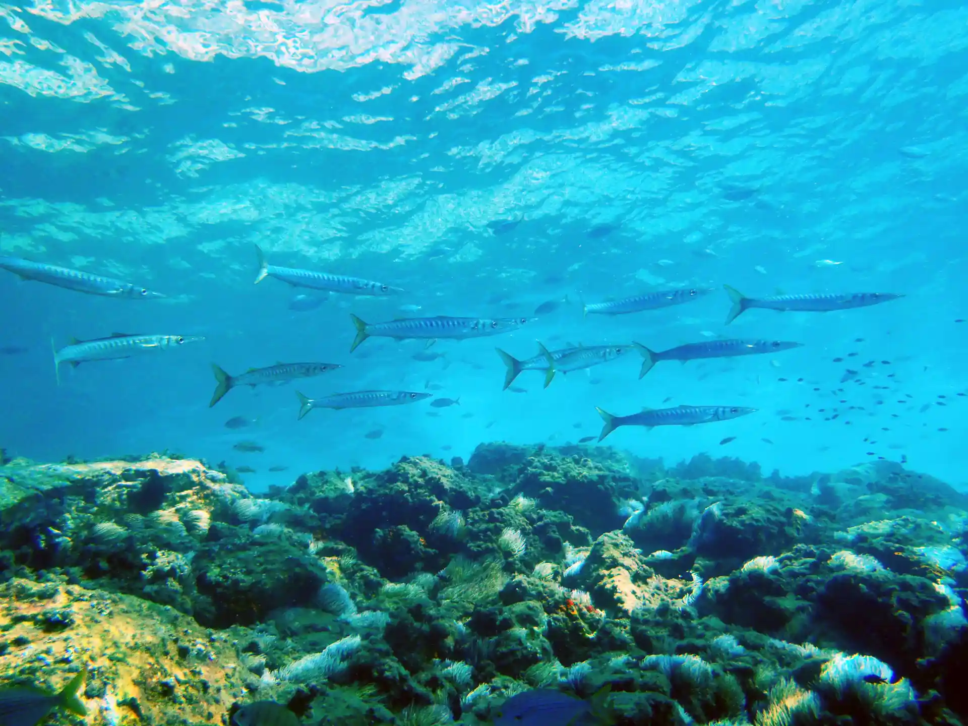 Barracudas Banks patrolling the Cliffs