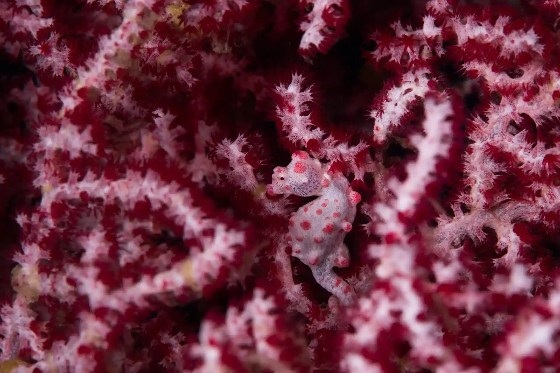 다이빙 포인트 사진