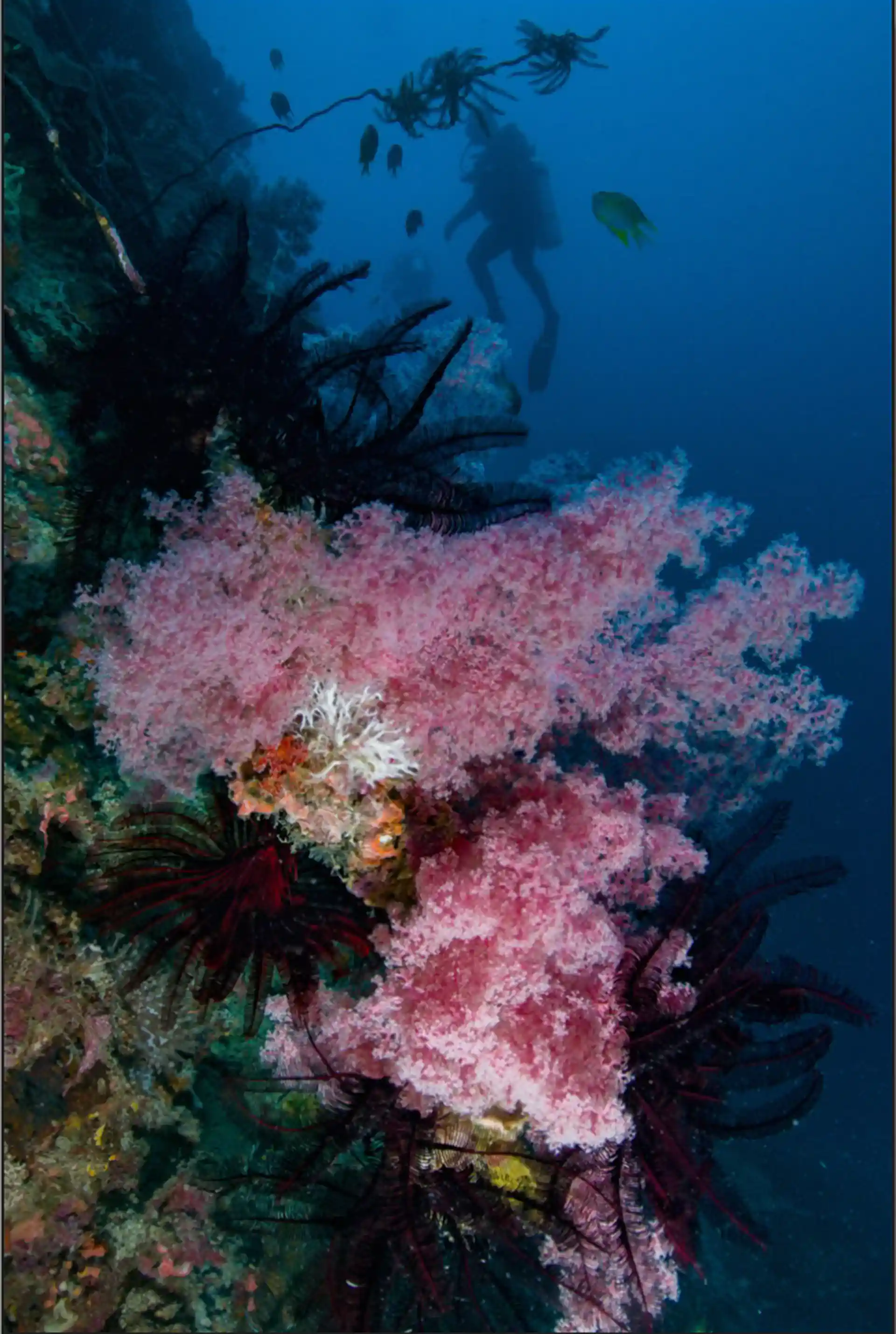 Dive site photo