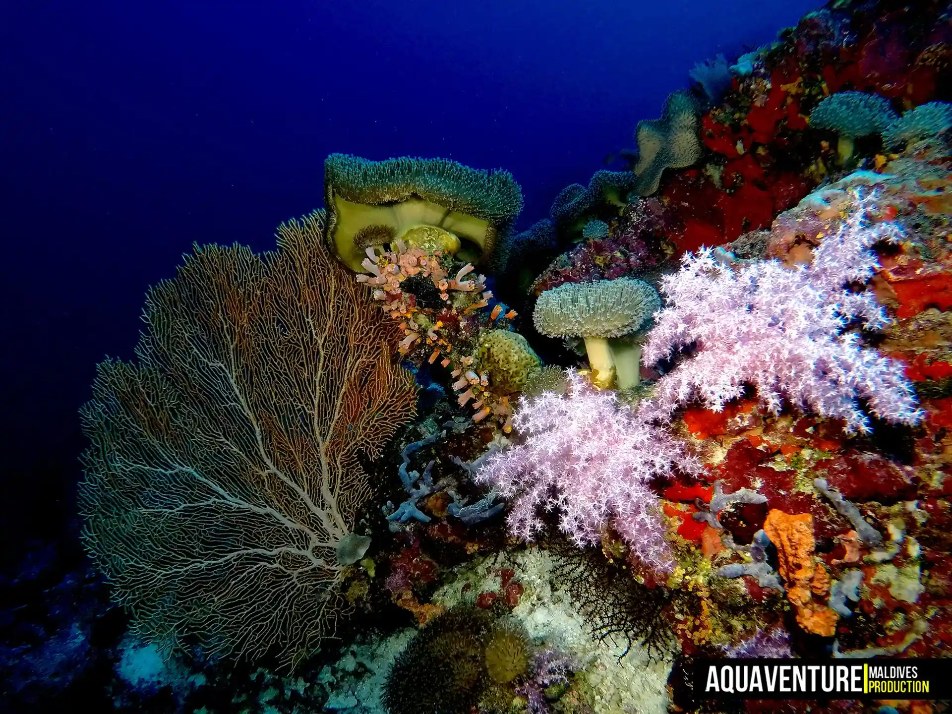 Dive site photo
