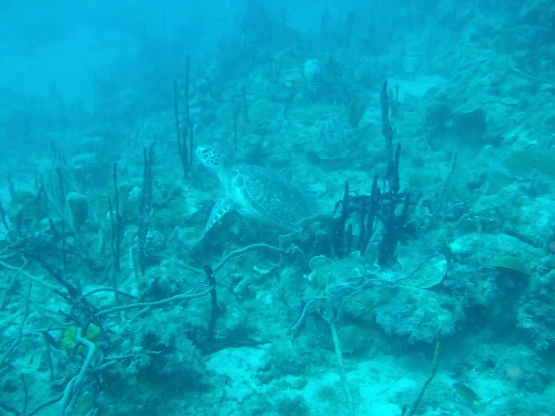 Dive shop photo