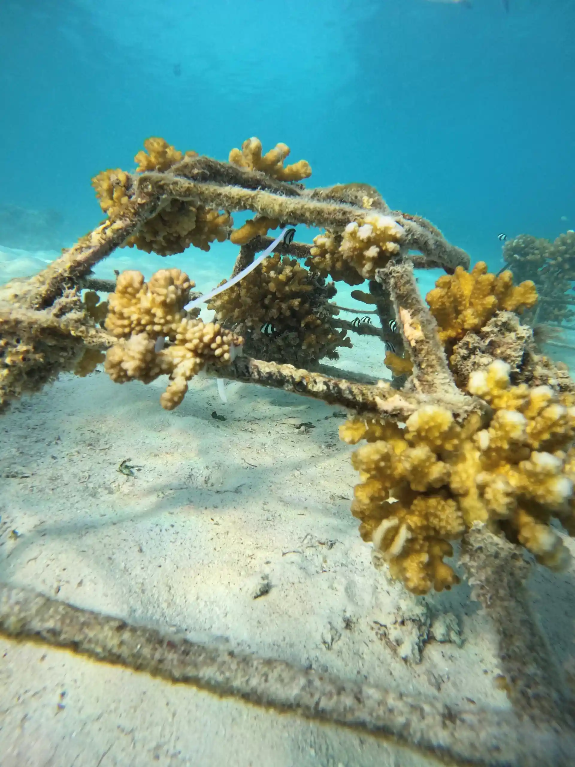 Aqua Dive Naifaru Coral Gardening