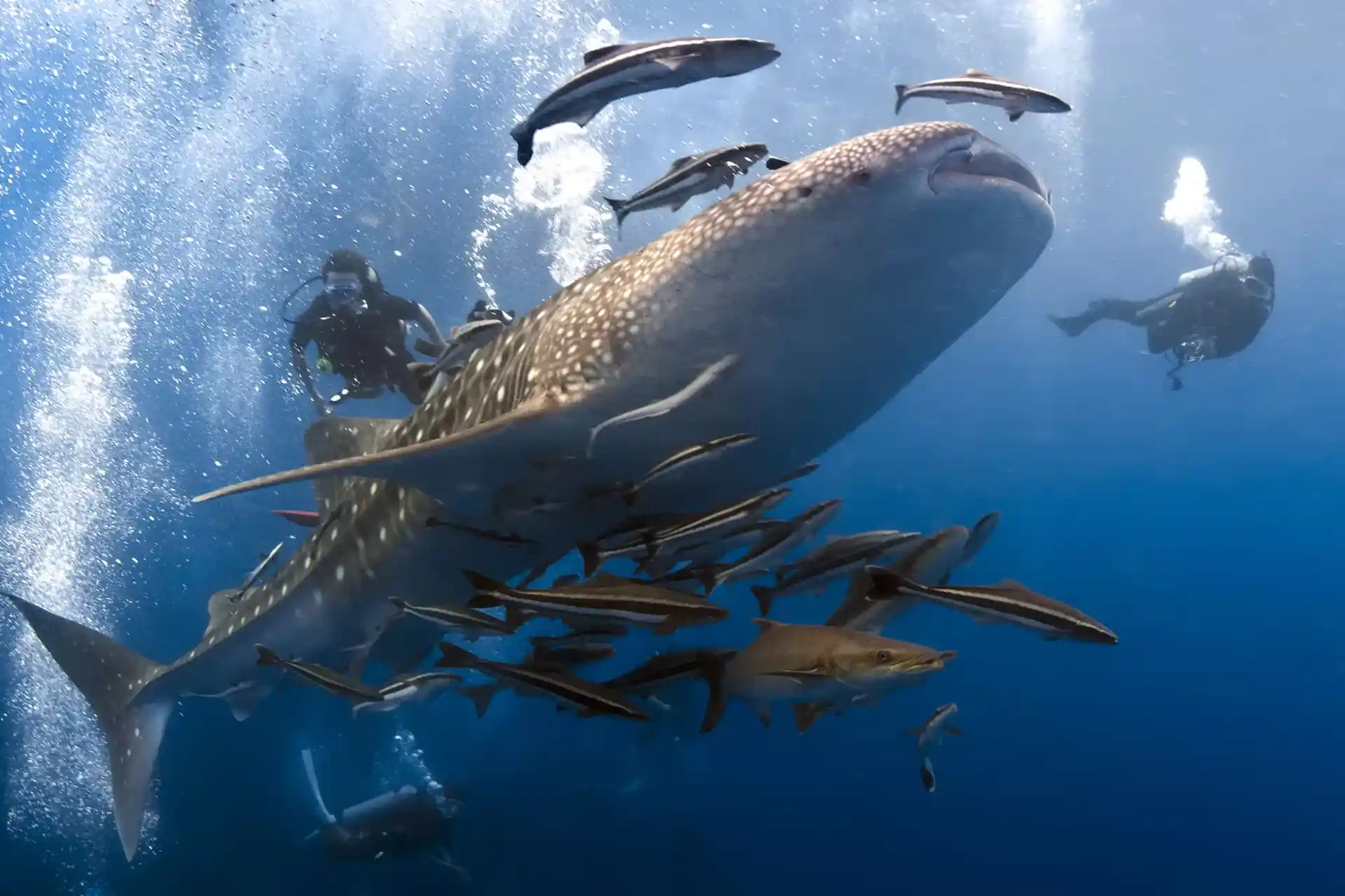 Dive shop photo
