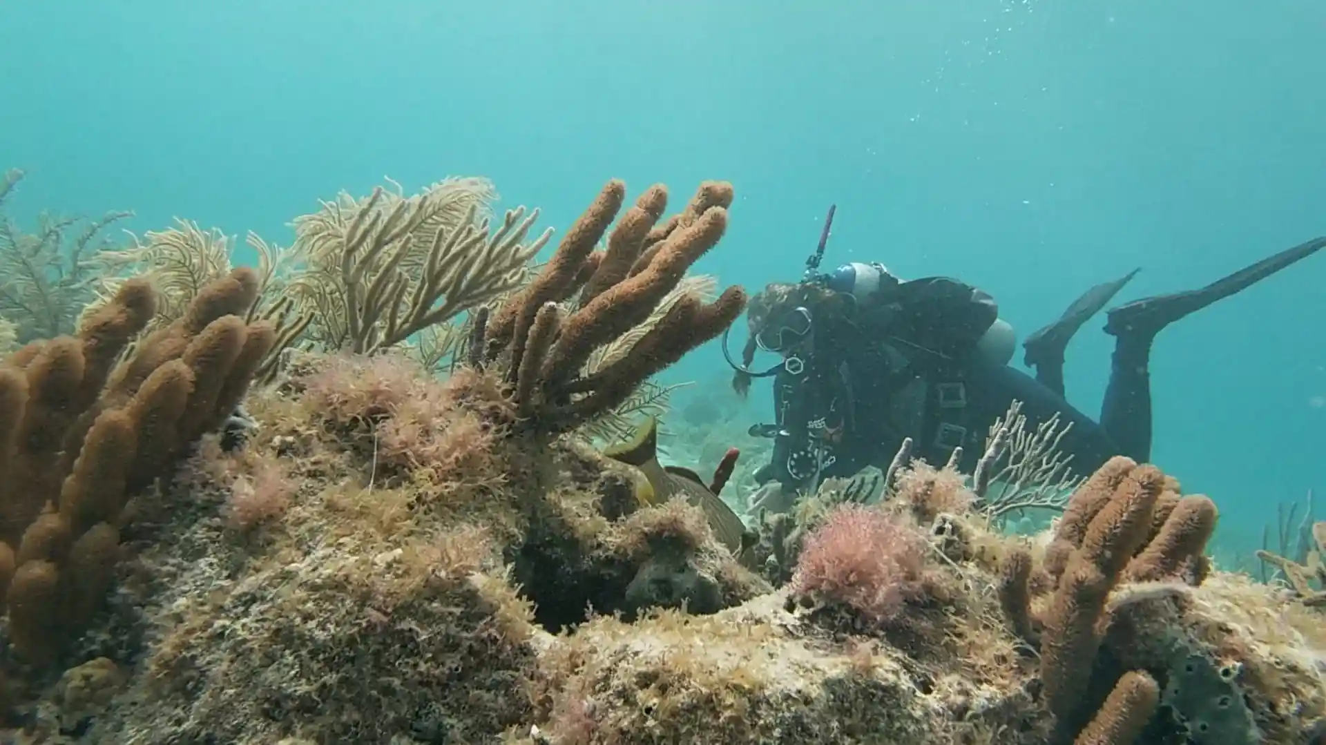 Dive site photo