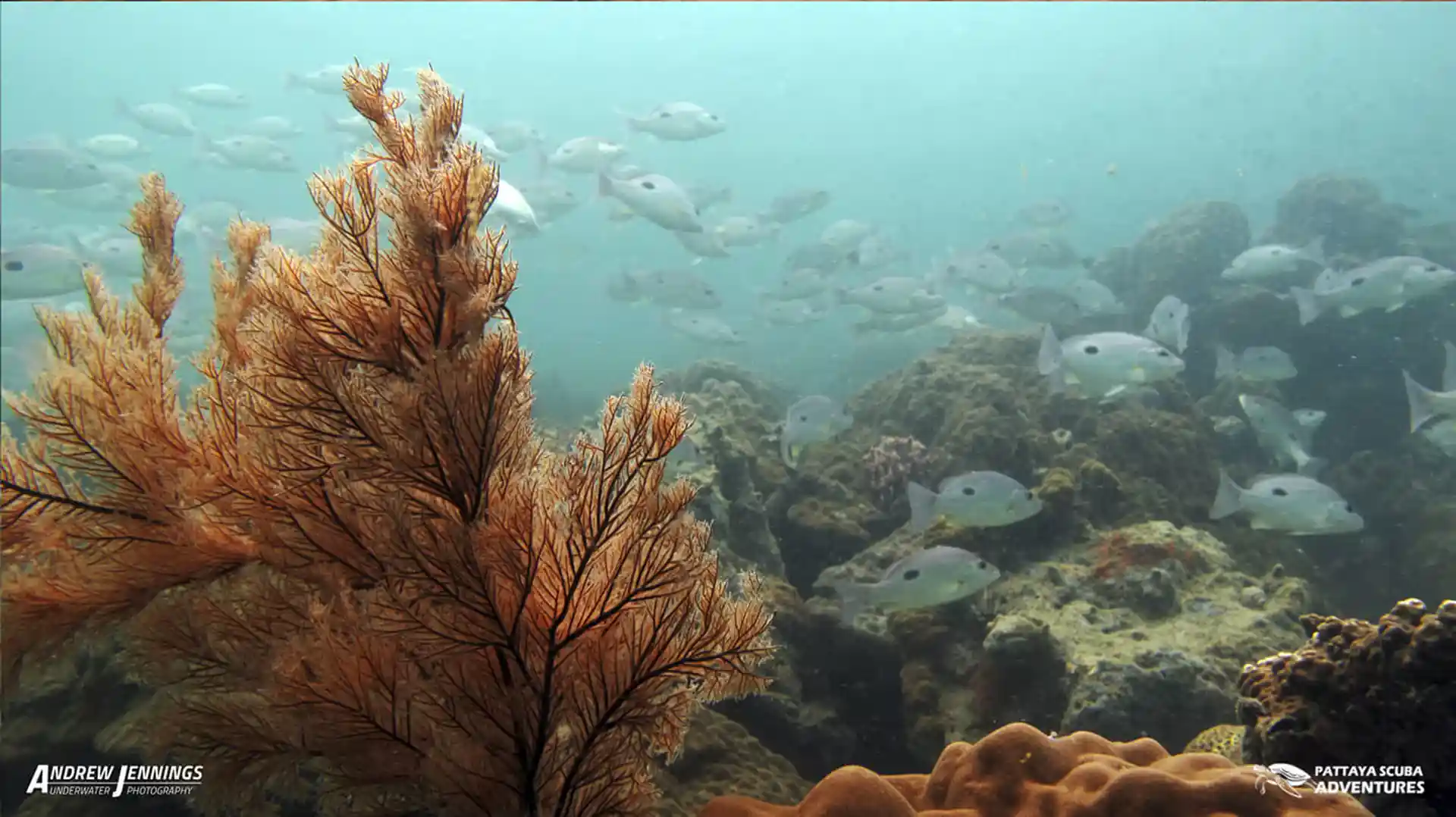 다이빙 포인트 사진