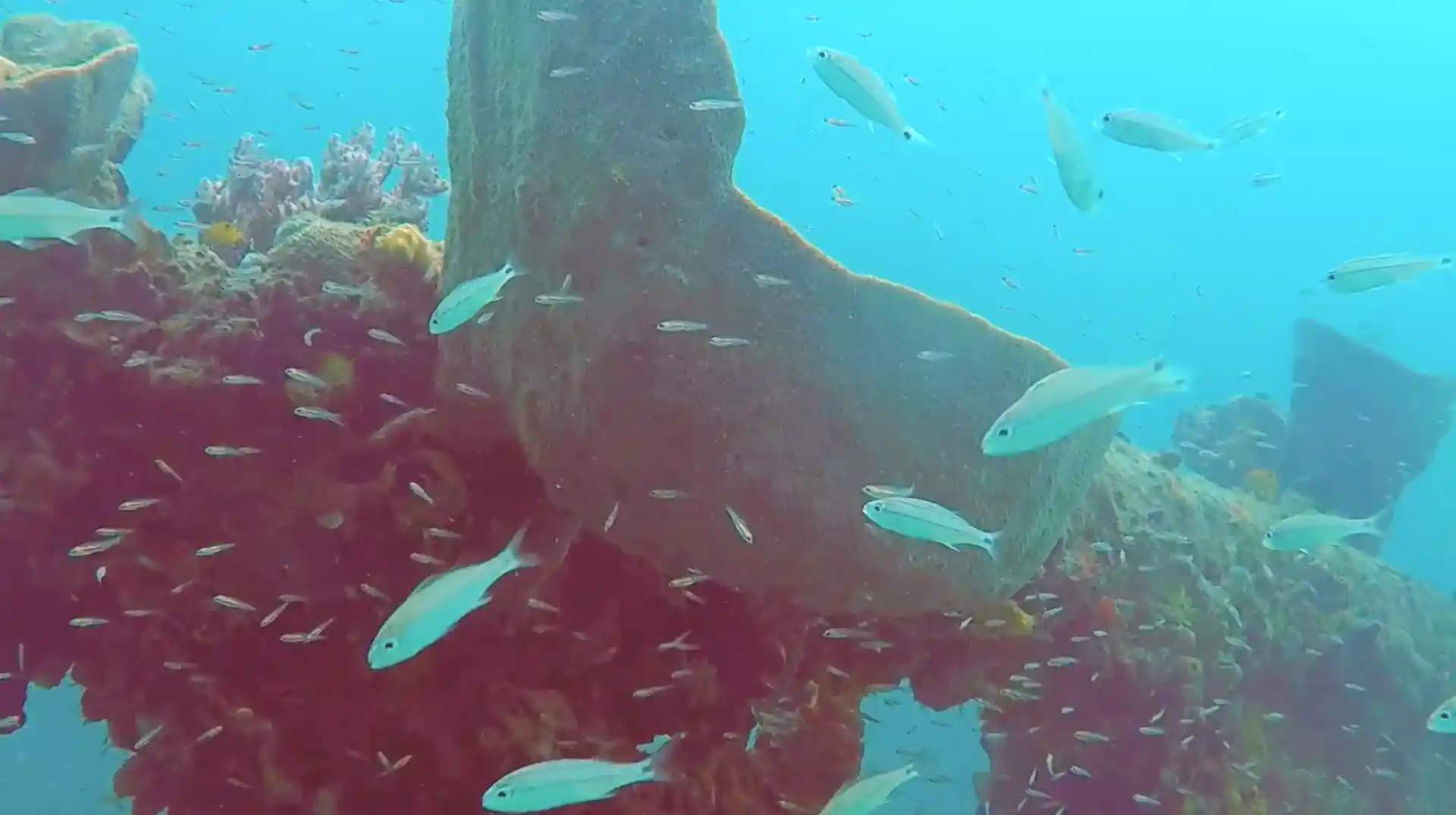 Dive site photo
